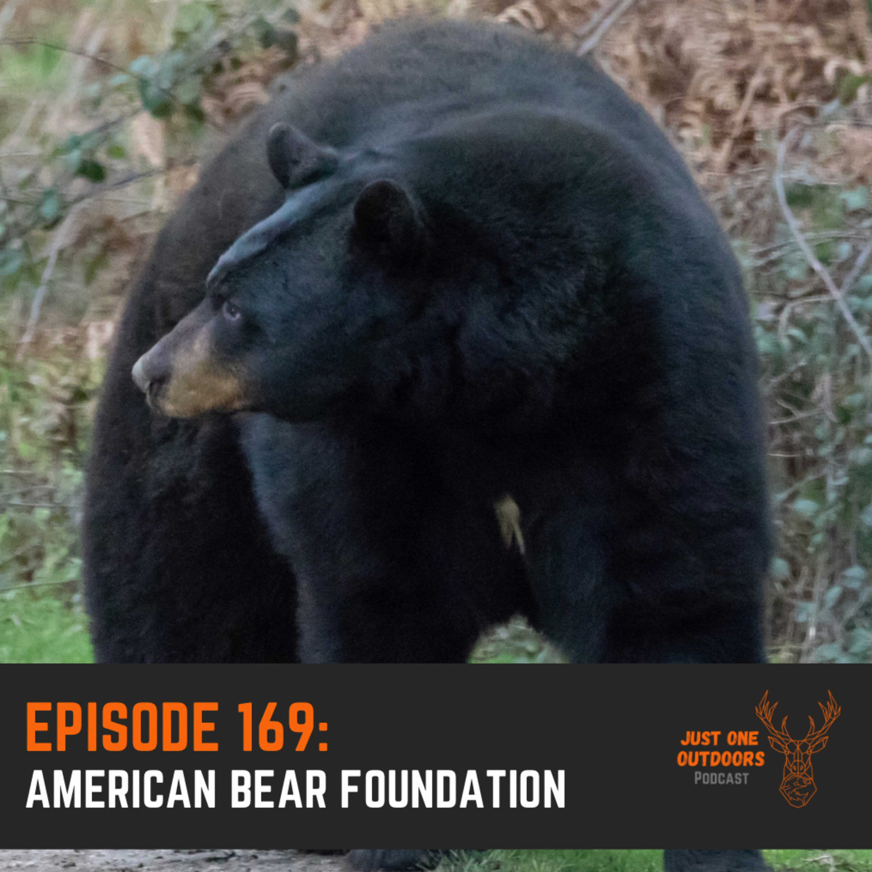 169. American Bear Foundation episode artwork