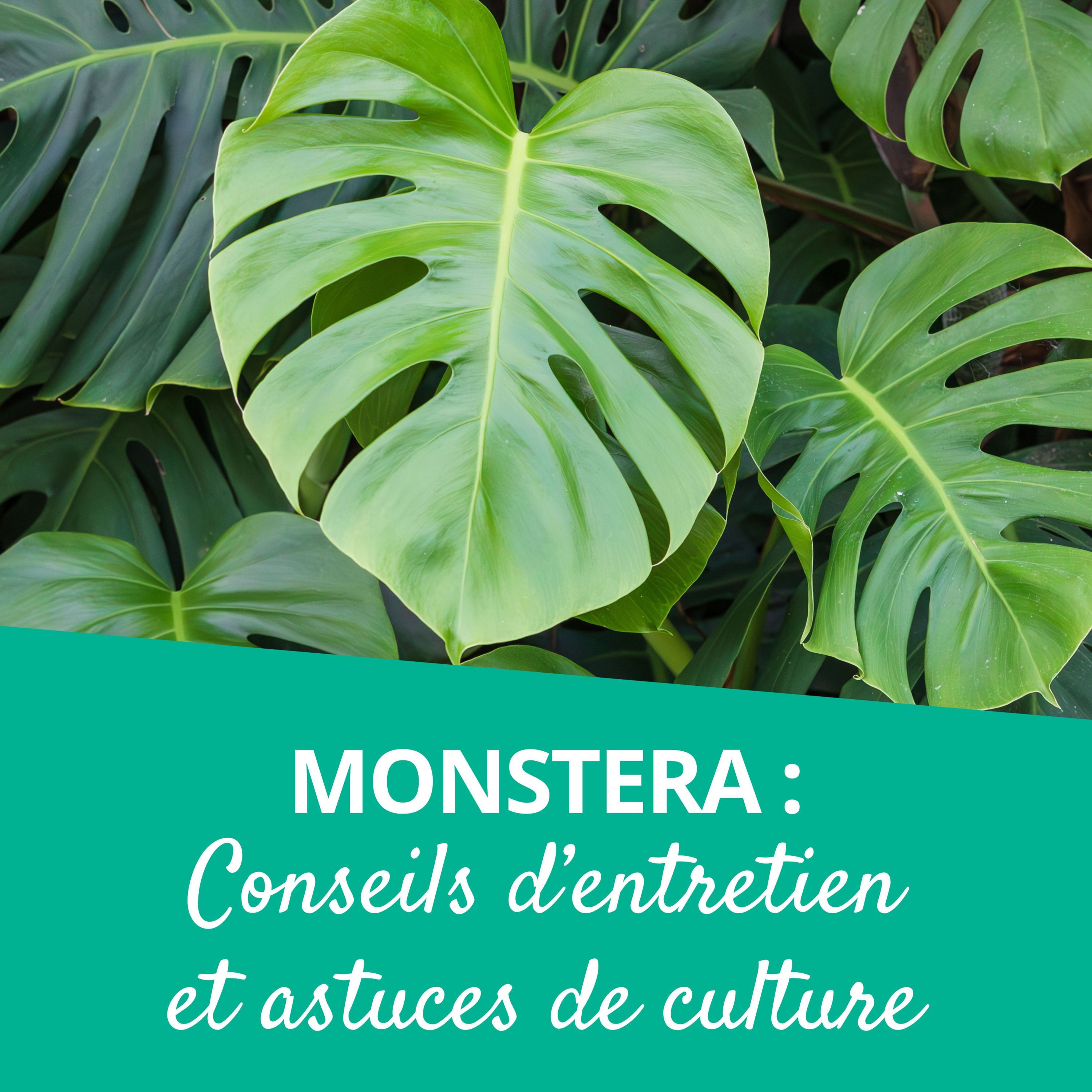 Branché au jardin : le podcast de Promesse de Fleurs sur le jardinage, la biodiversité et la nature.