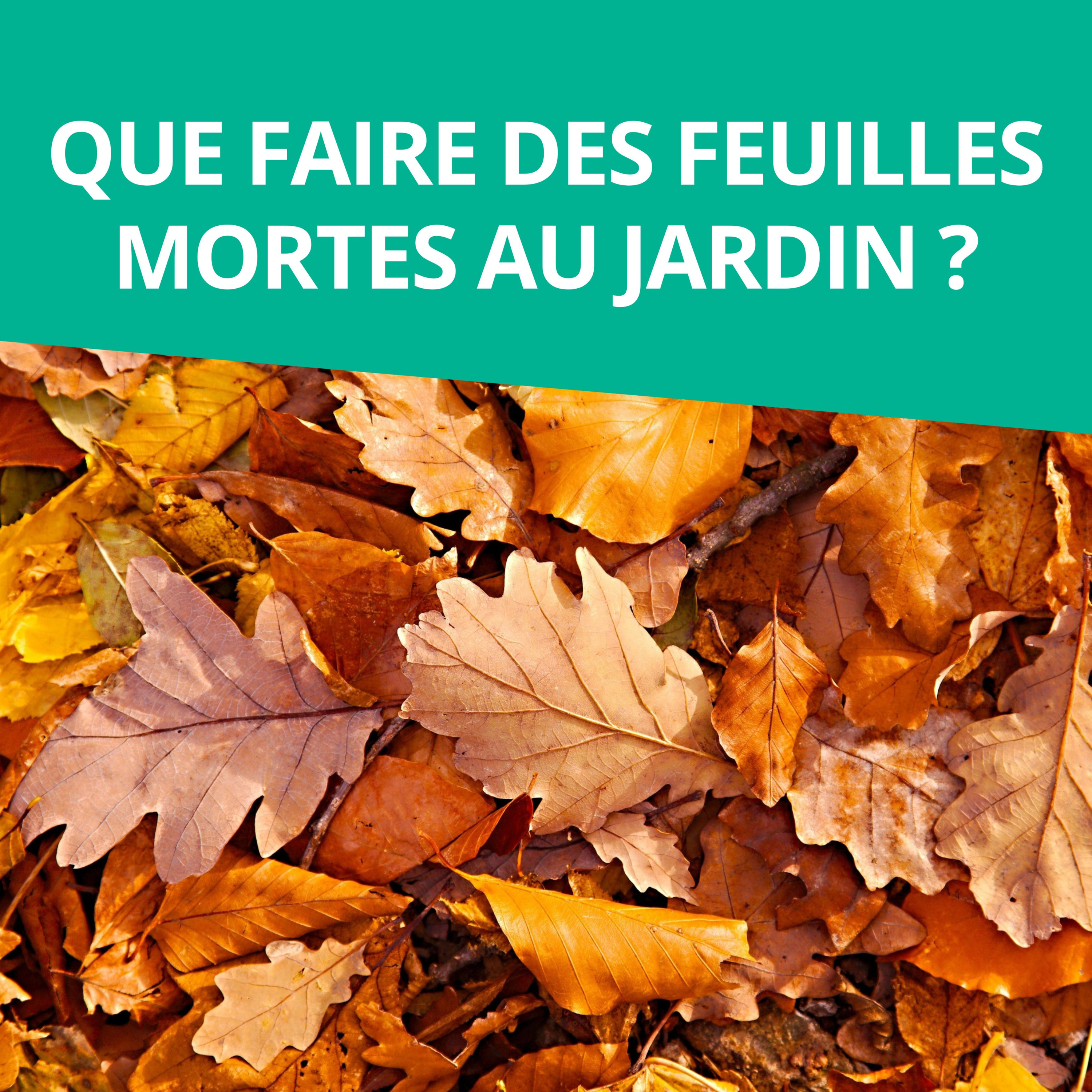 Branché au jardin : le podcast de Promesse de Fleurs sur le jardinage, la biodiversité et la nature.