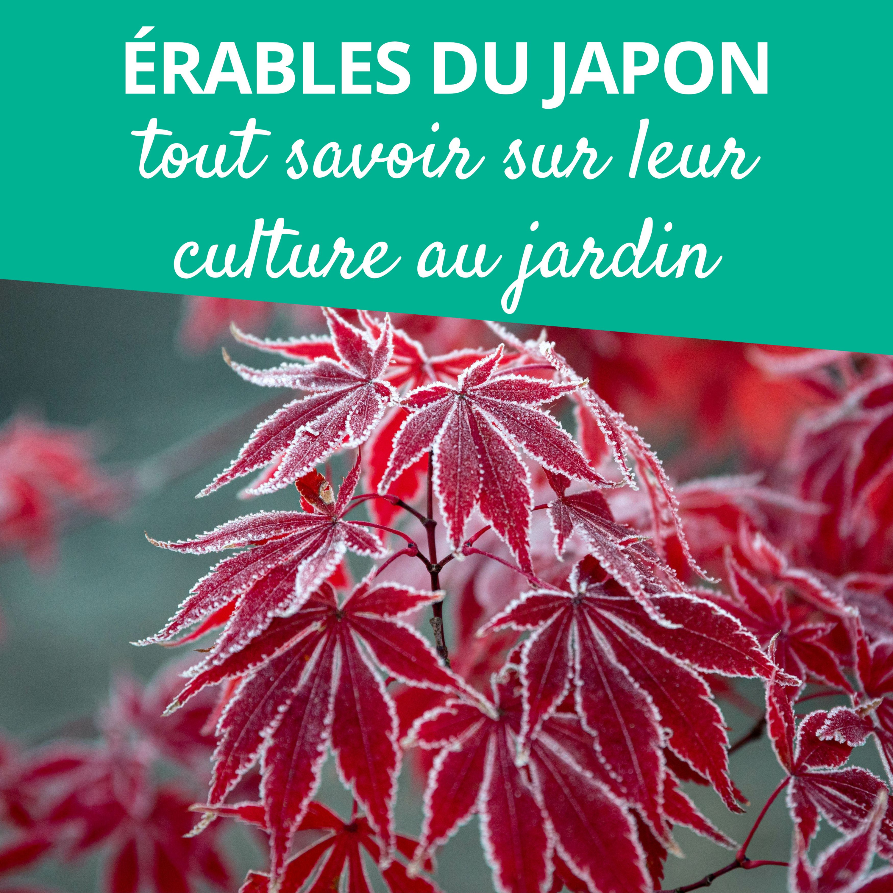 Branché au jardin : le podcast de Promesse de Fleurs sur le jardinage, la biodiversité et la nature.