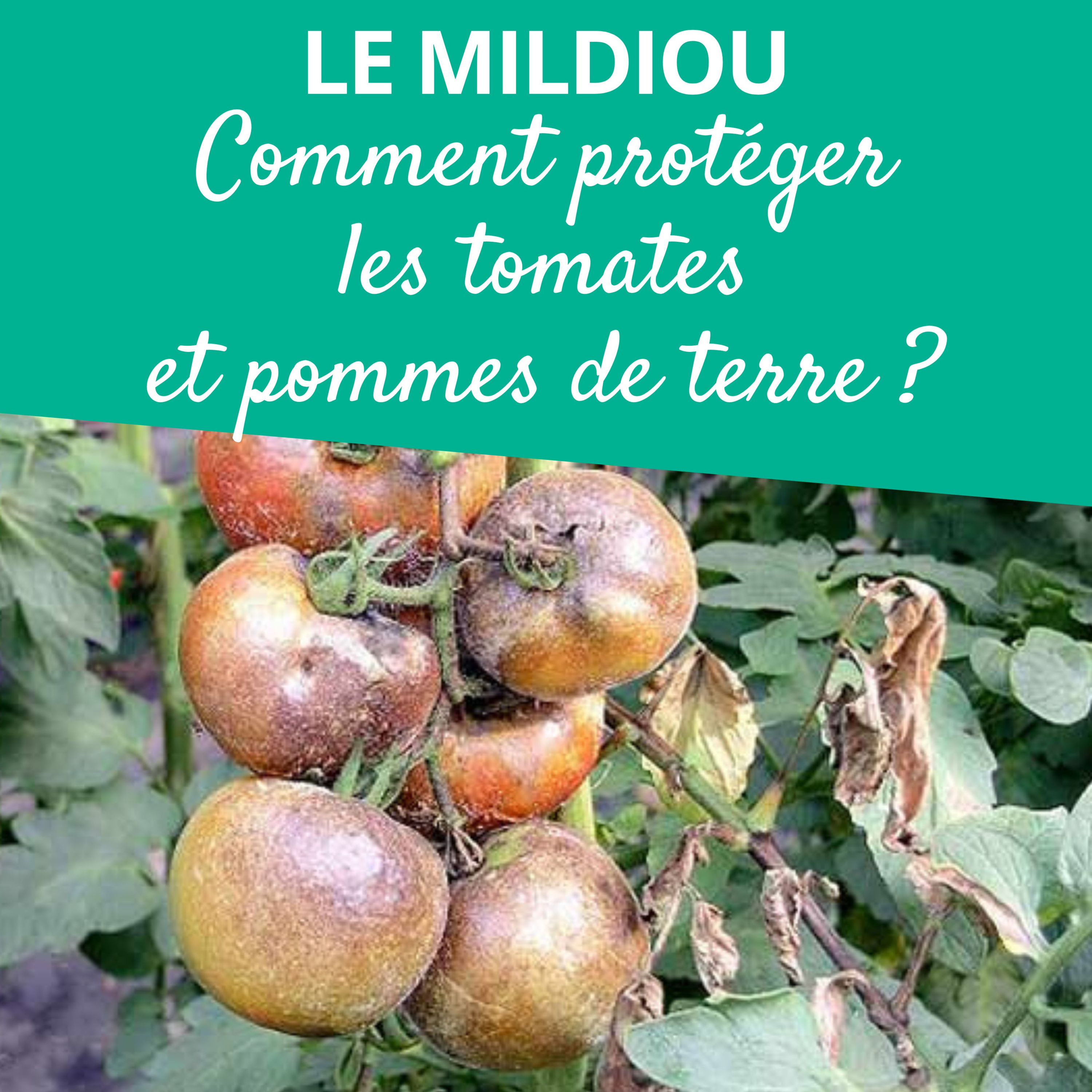 Branché au jardin : le podcast de Promesse de Fleurs sur le jardinage, la biodiversité et la nature.