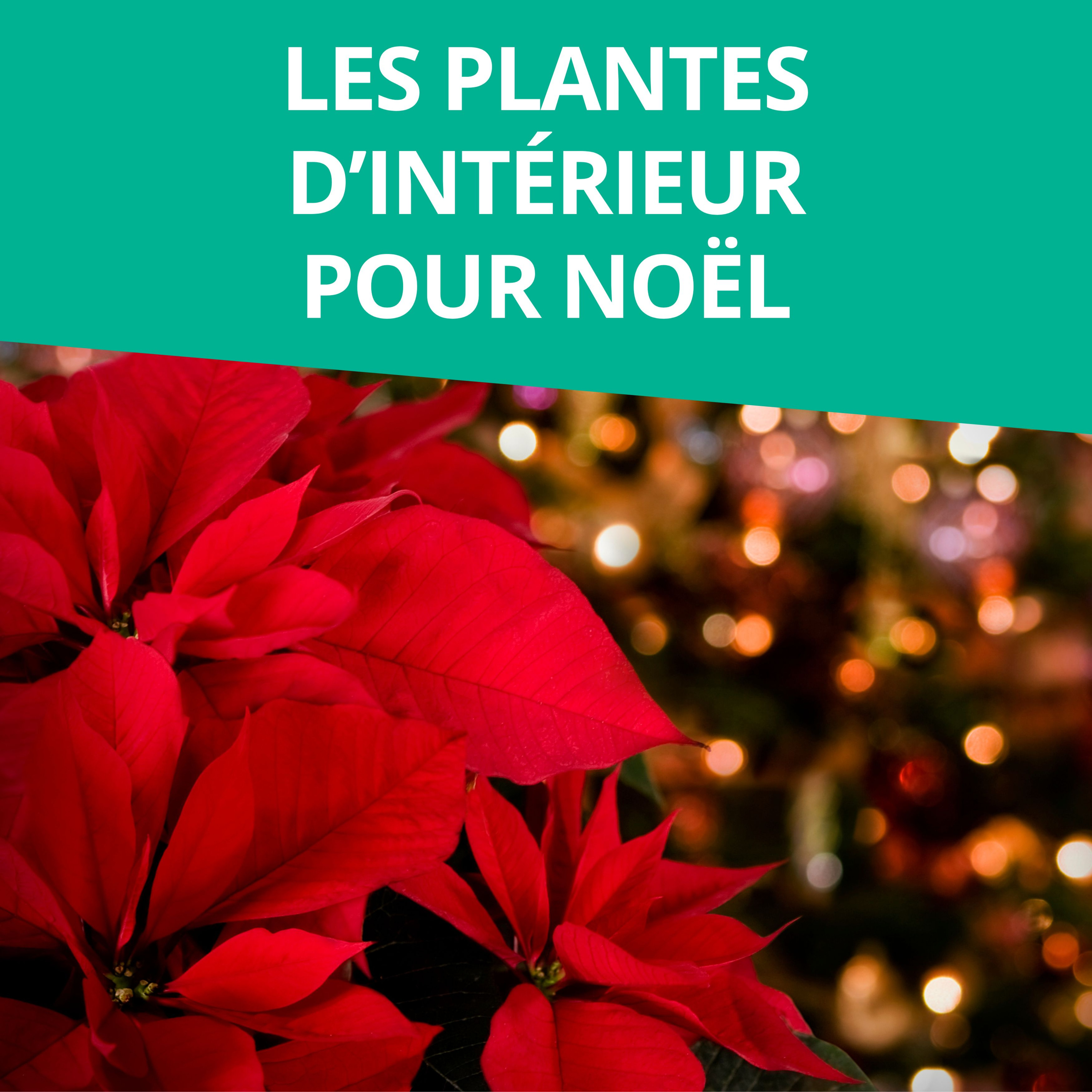 Branché au jardin : le podcast de Promesse de Fleurs sur le jardinage, la biodiversité et la nature.