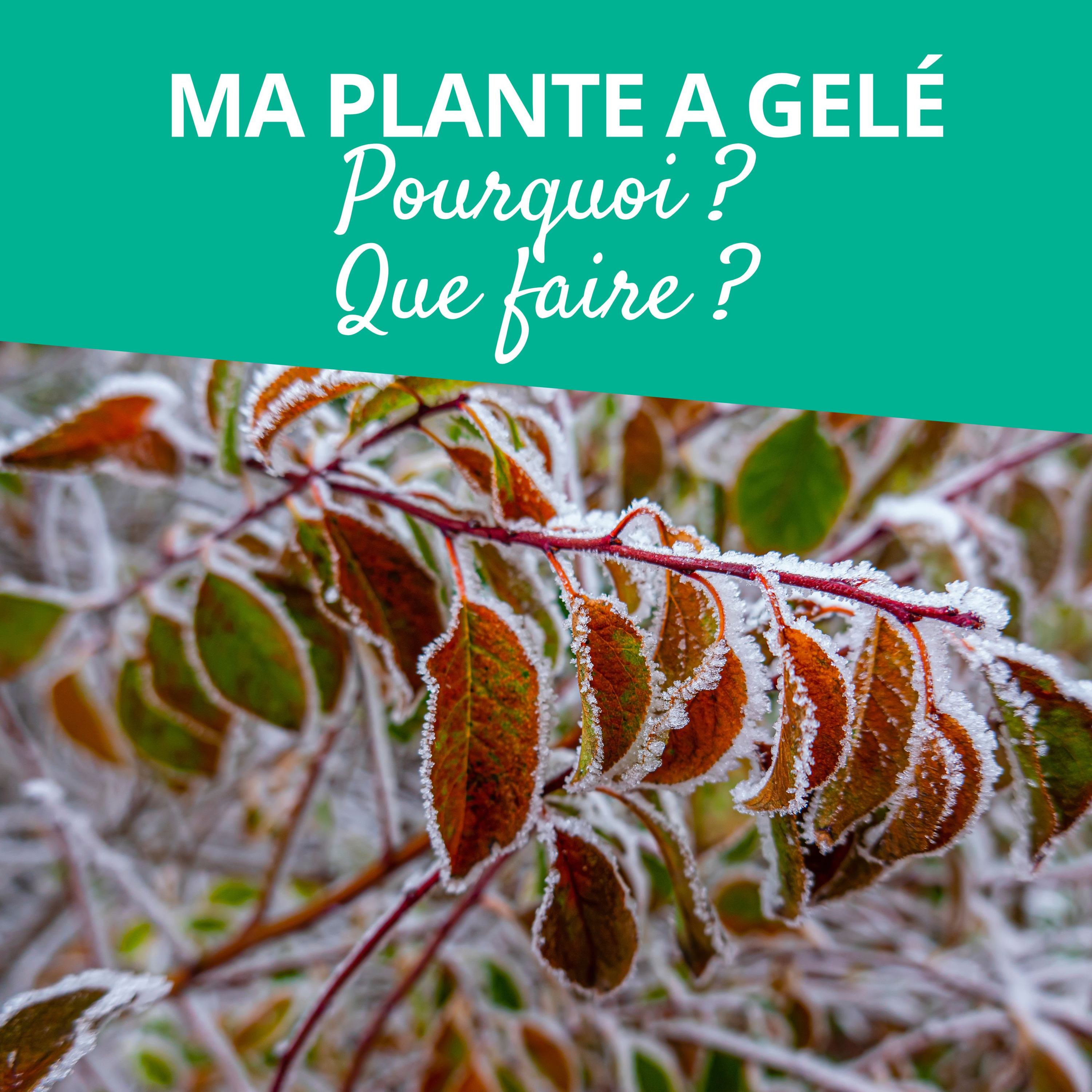 Branché au jardin : le podcast de Promesse de Fleurs sur le jardinage, la biodiversité et la nature.