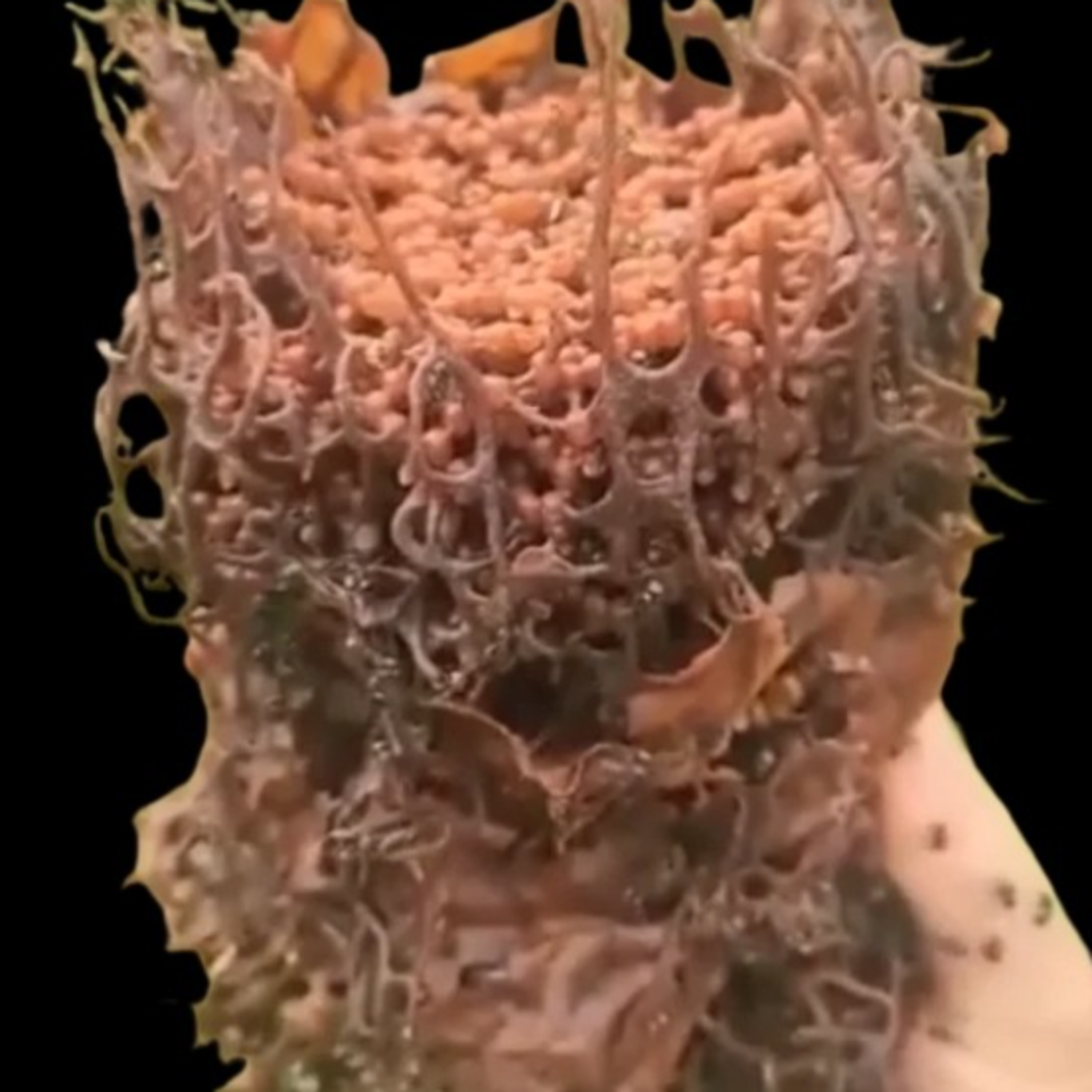 Bees Have Unlocked Meat Honey...