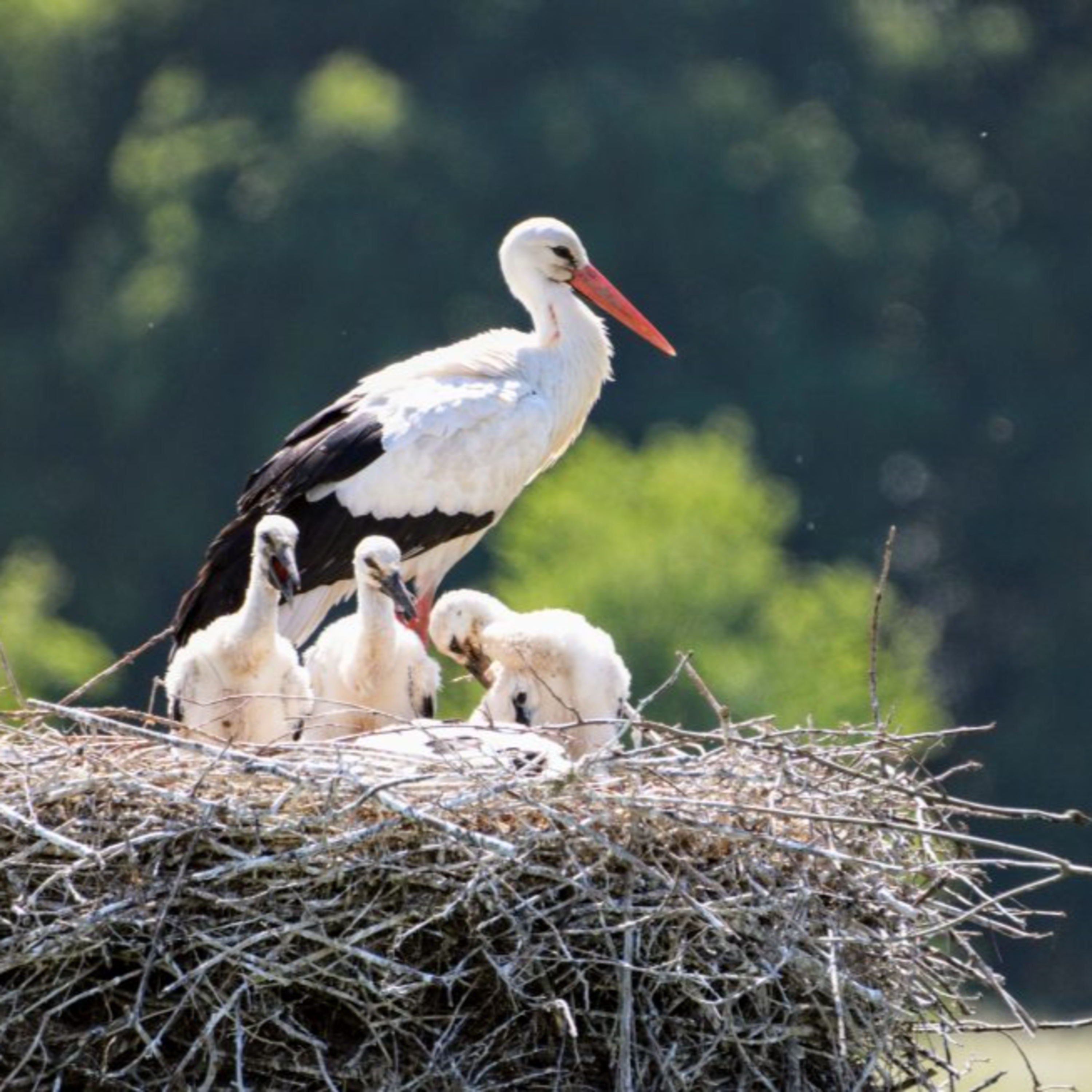 Letting my daughters go: On learning to hold space when little birds leave the nest I Heather Plett episode artwork