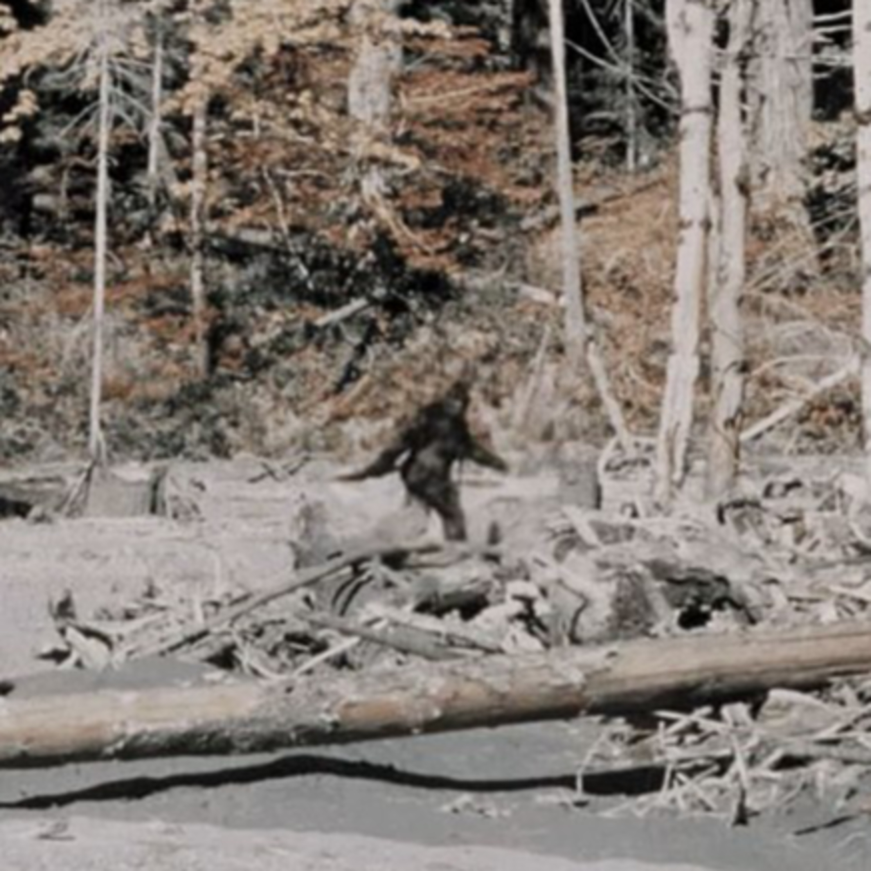 2024-01-27: Bigfoot, 1 dalis episode artwork