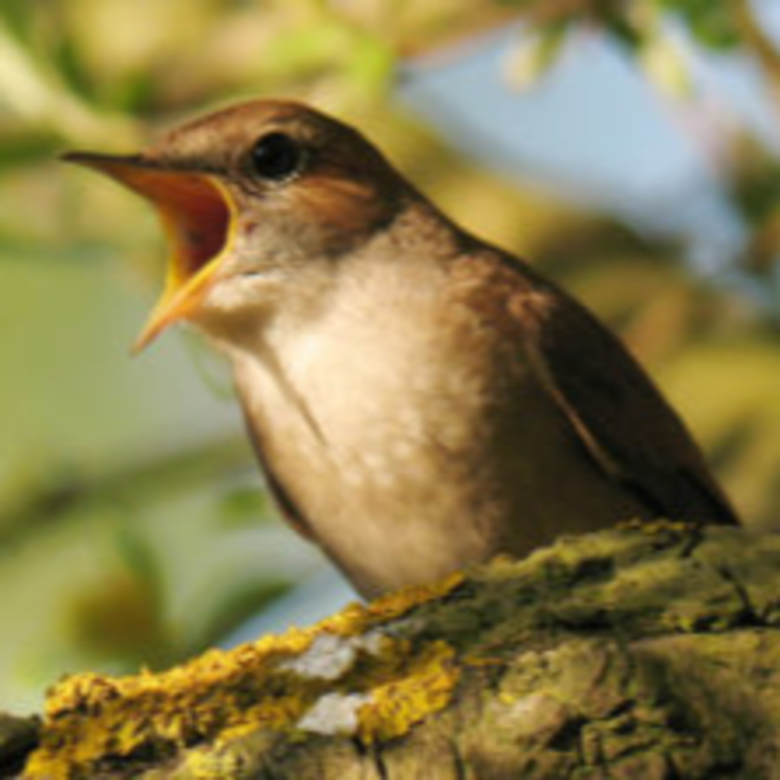 nature: chant du rossignol le matin