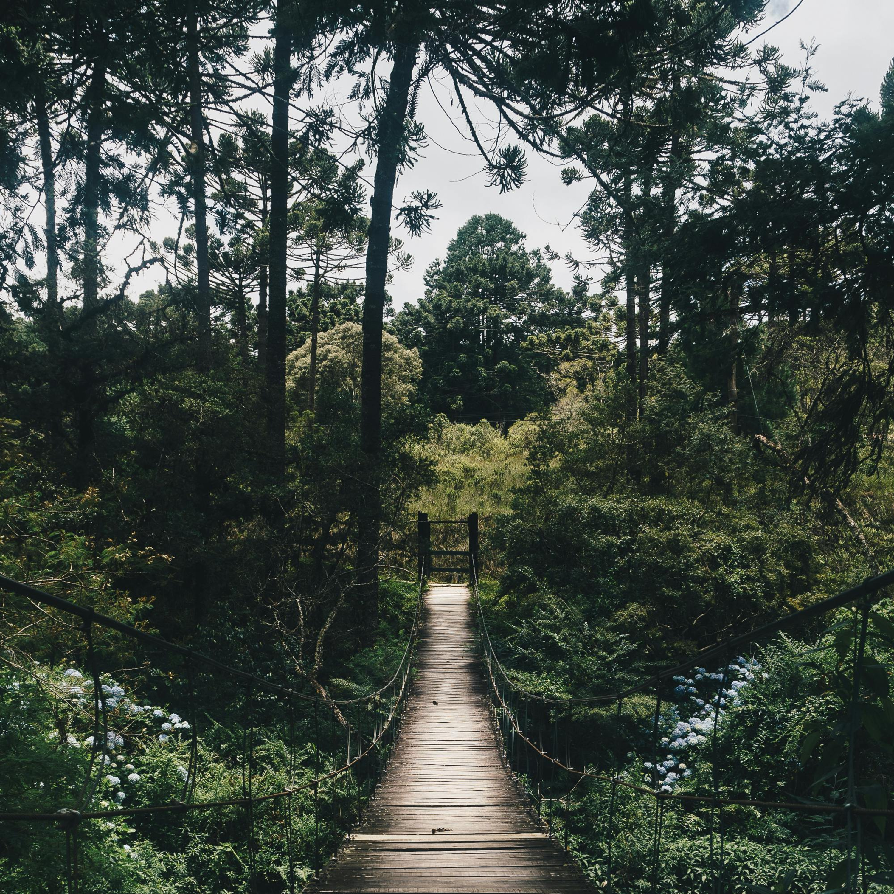 promenade en forêt enchantée, chant des oiseaux et cours d'eau paisible