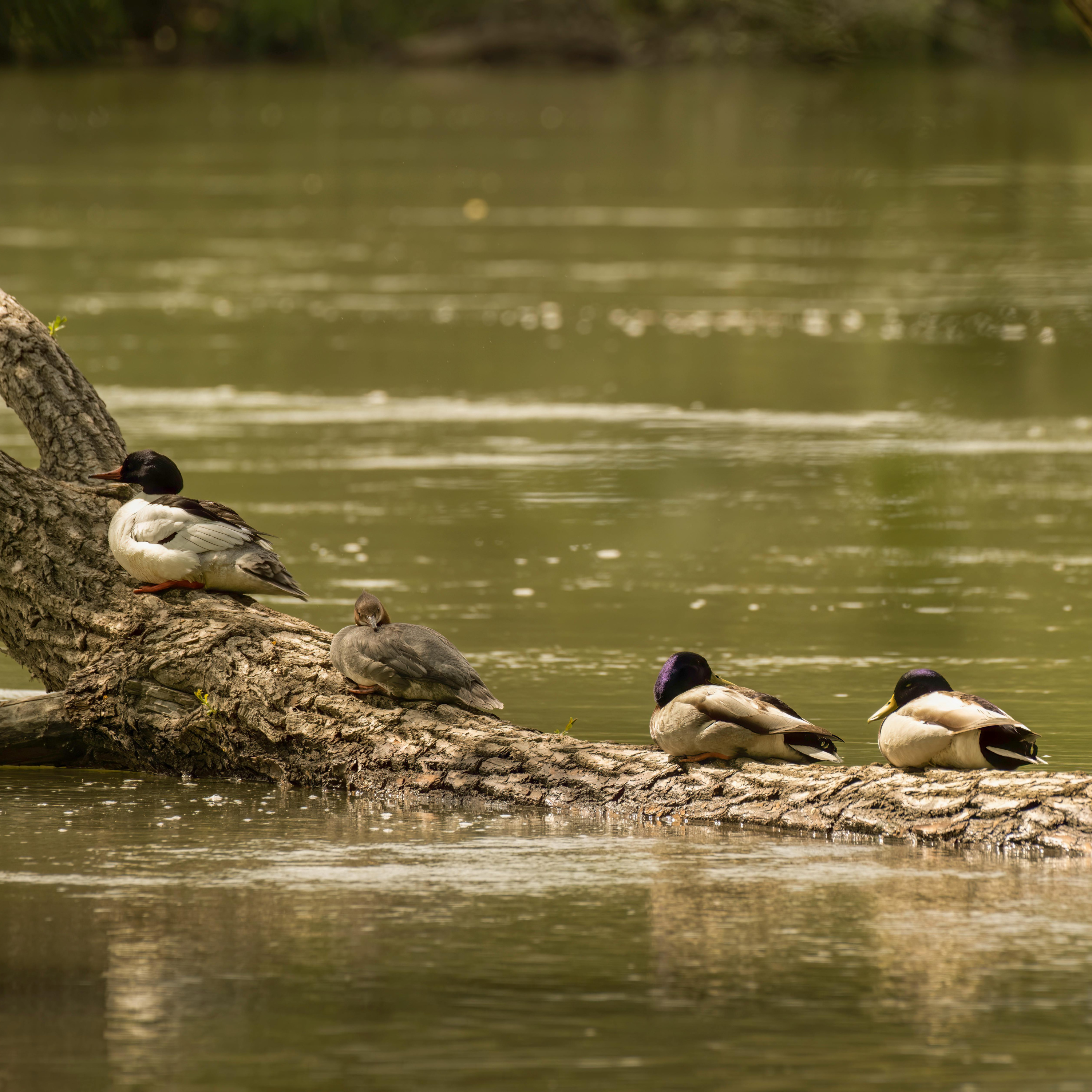 Forêt paisible Ruisseau de montagne et sons apaisants de la nature