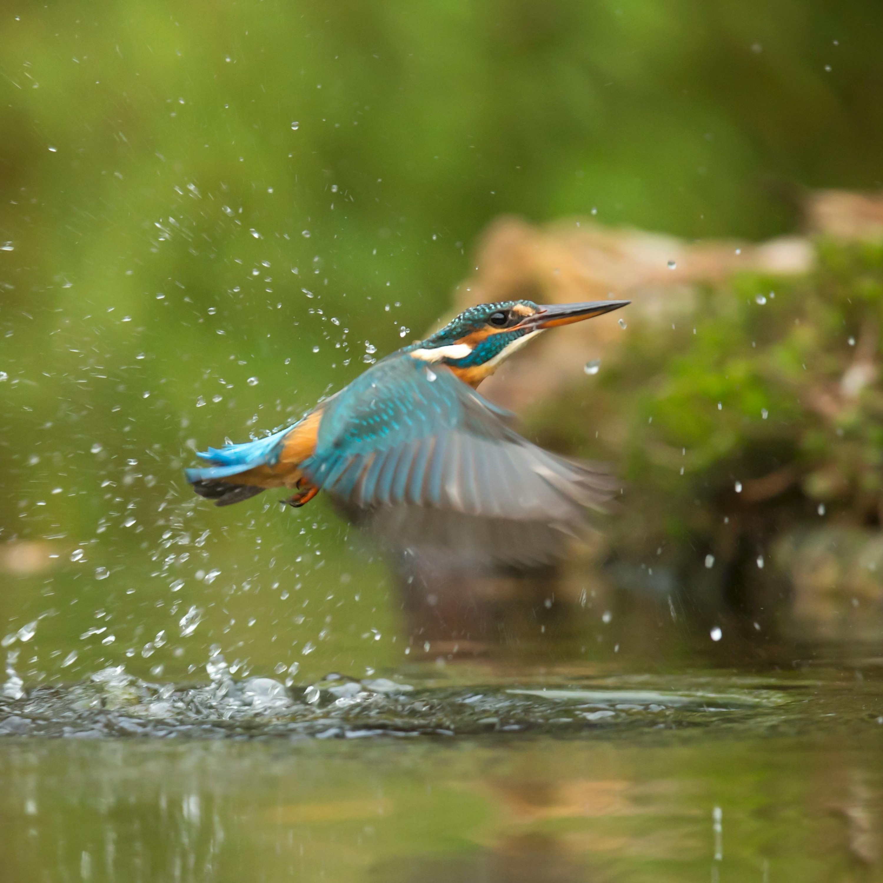 nature: oiseaux chantant près d'une rivière paisible
