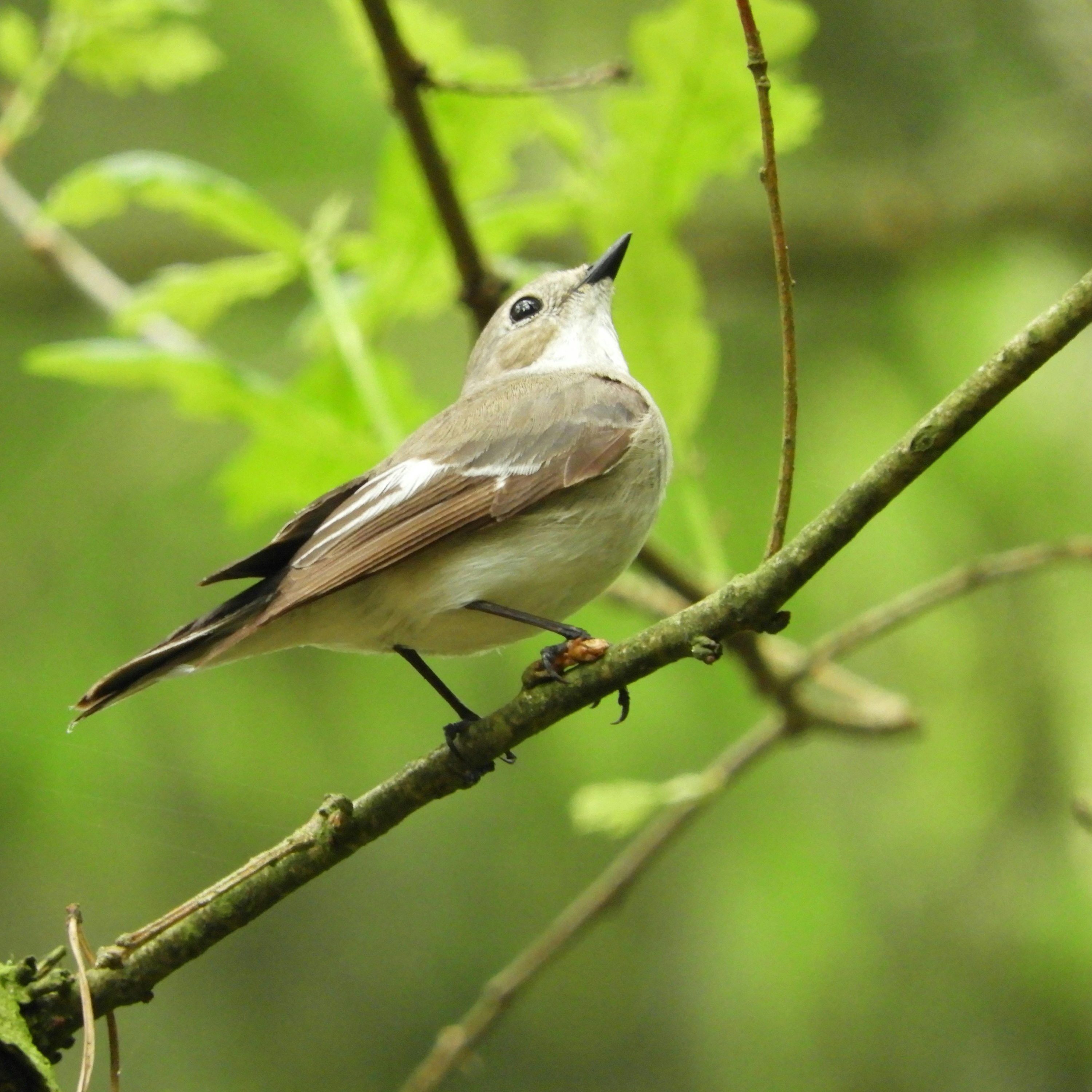 Nature zen Harmonie des oiseaux dans une forêt relaxante