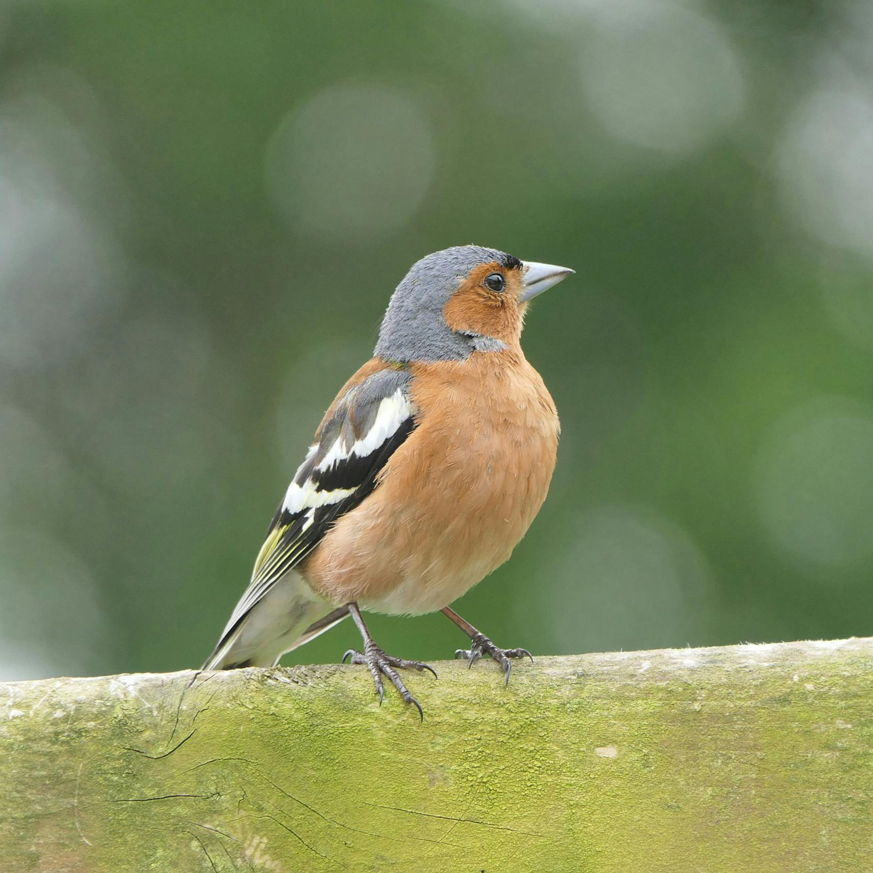 Nature : chants des oiseaux; le pinson des arbres
