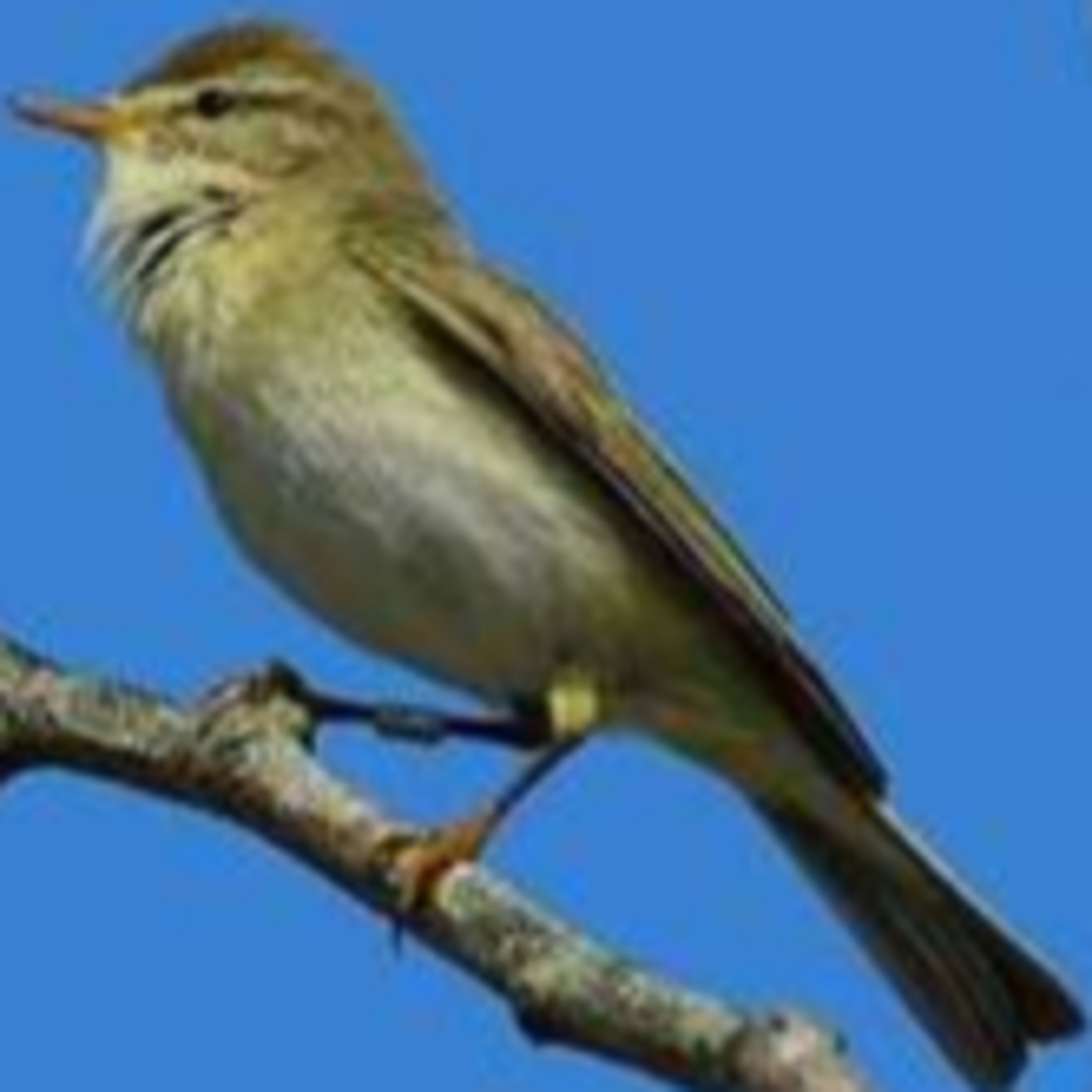 Chant d'oiseau, le nostalgique du printemps: Le Pouillot Fitis episode artwork