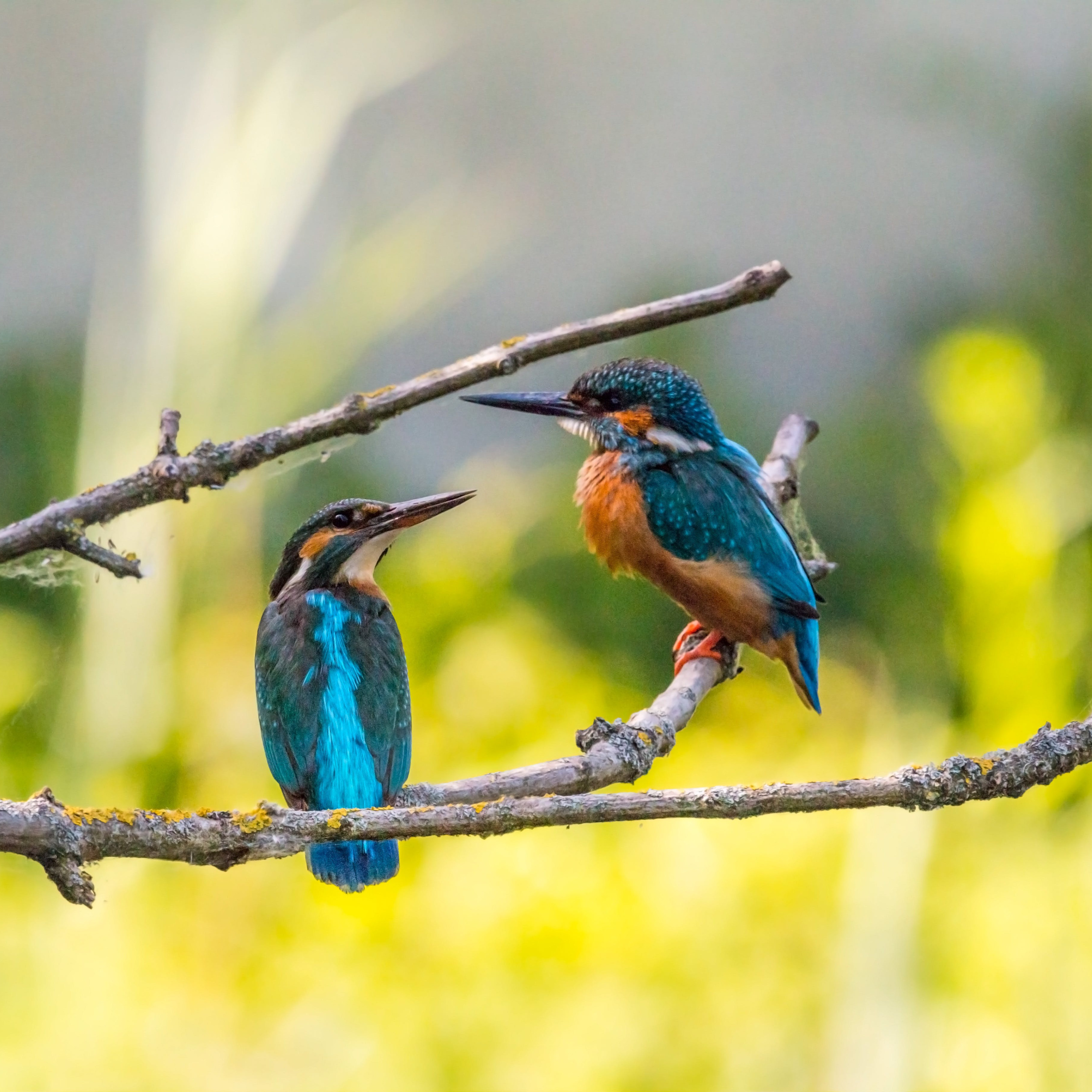 nature: chant des oiseaux 8h