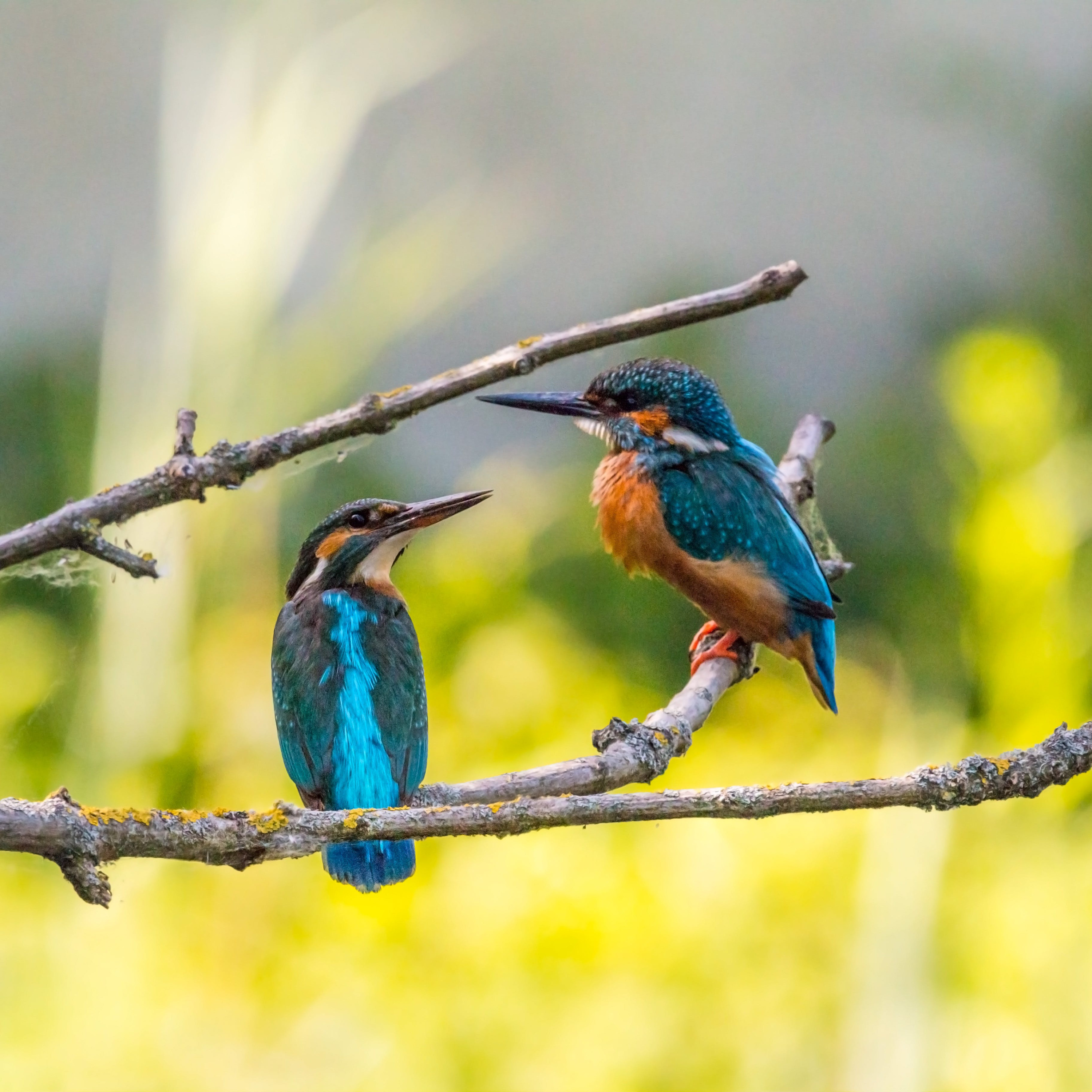nature: calming birdsong