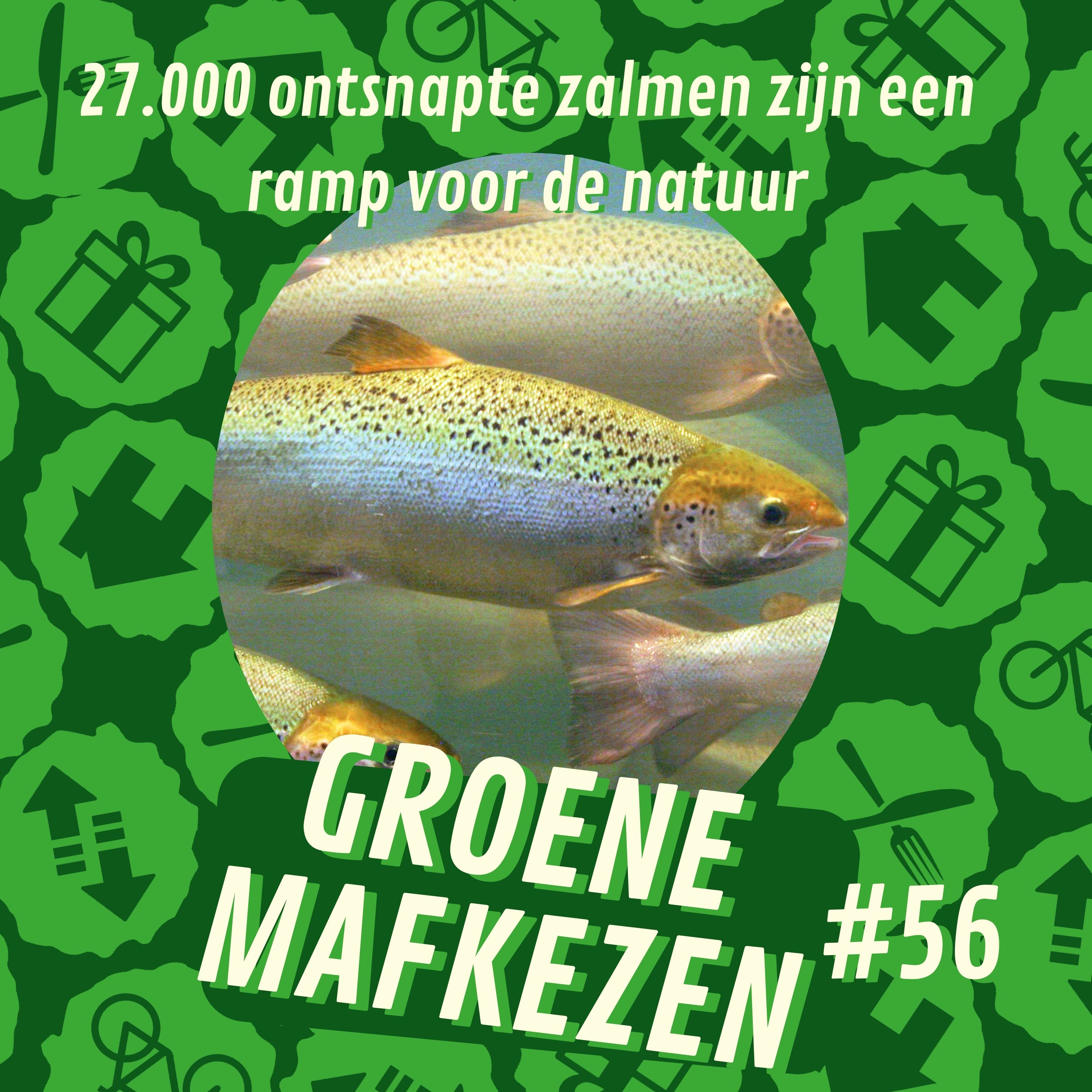 aflevering 56: 27.000 ontsnapte zalmen zijn een ramp voor de natuur