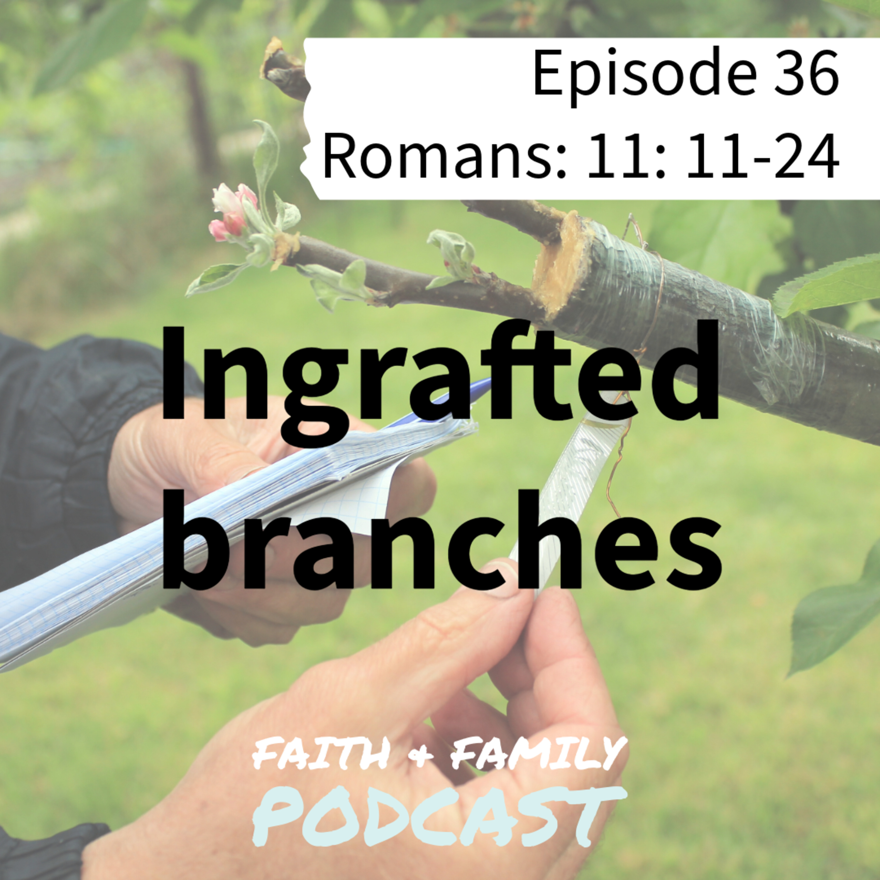 Episode 36: Ingrafted branches - Romans 11: 11-24 (Bible study) episode artwork