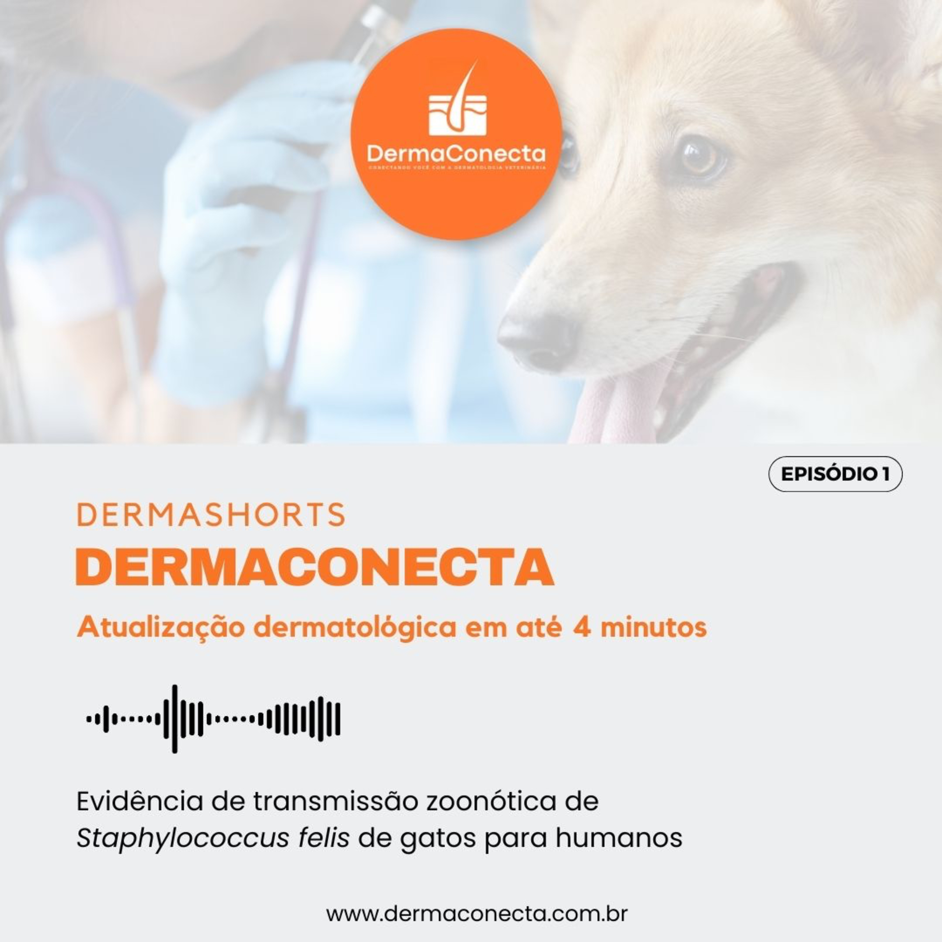 DermaShorts 01: Evidência de transmissão zoonótica de Staphylococcus felis de gatos para humanos episode artwork