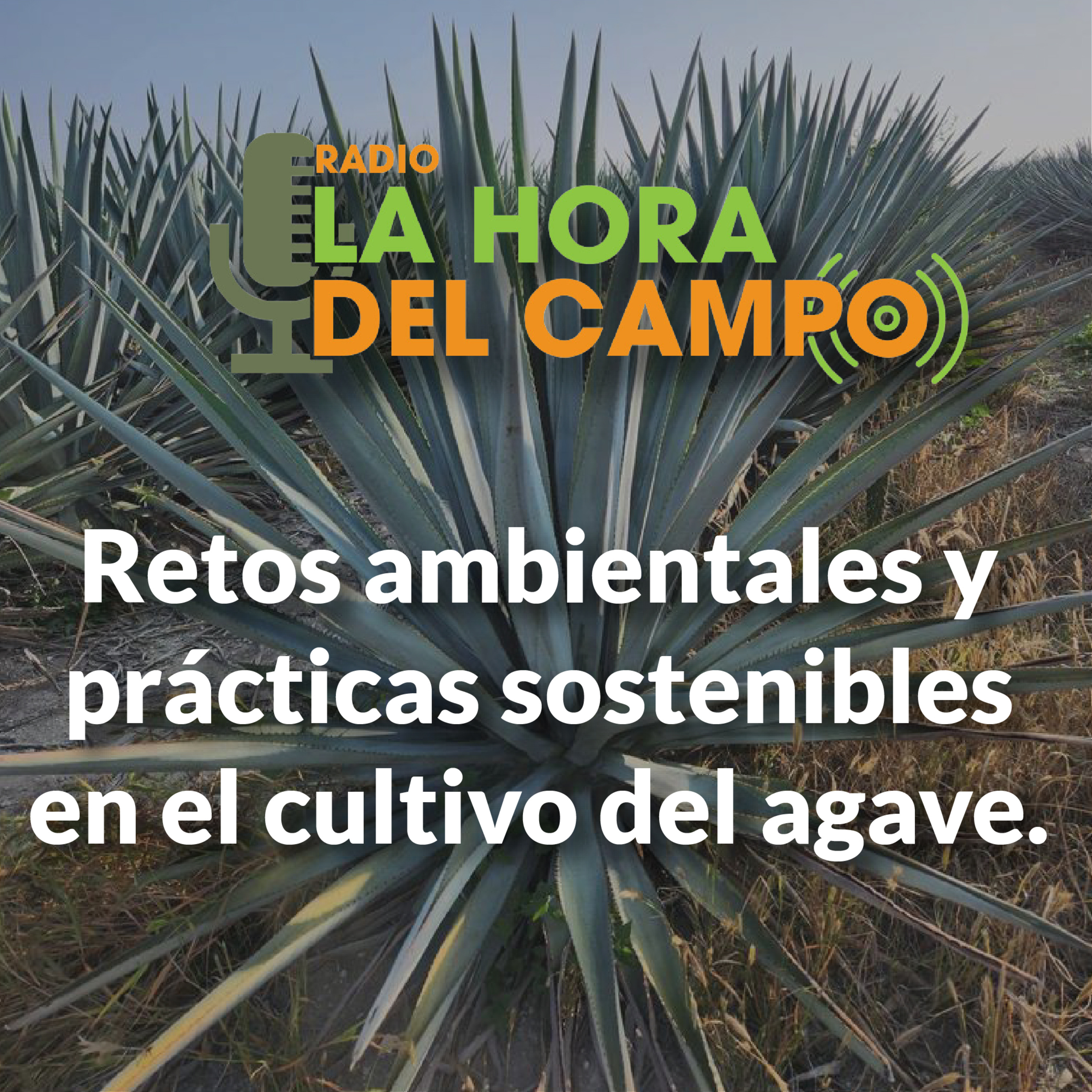 La Hora del Campo