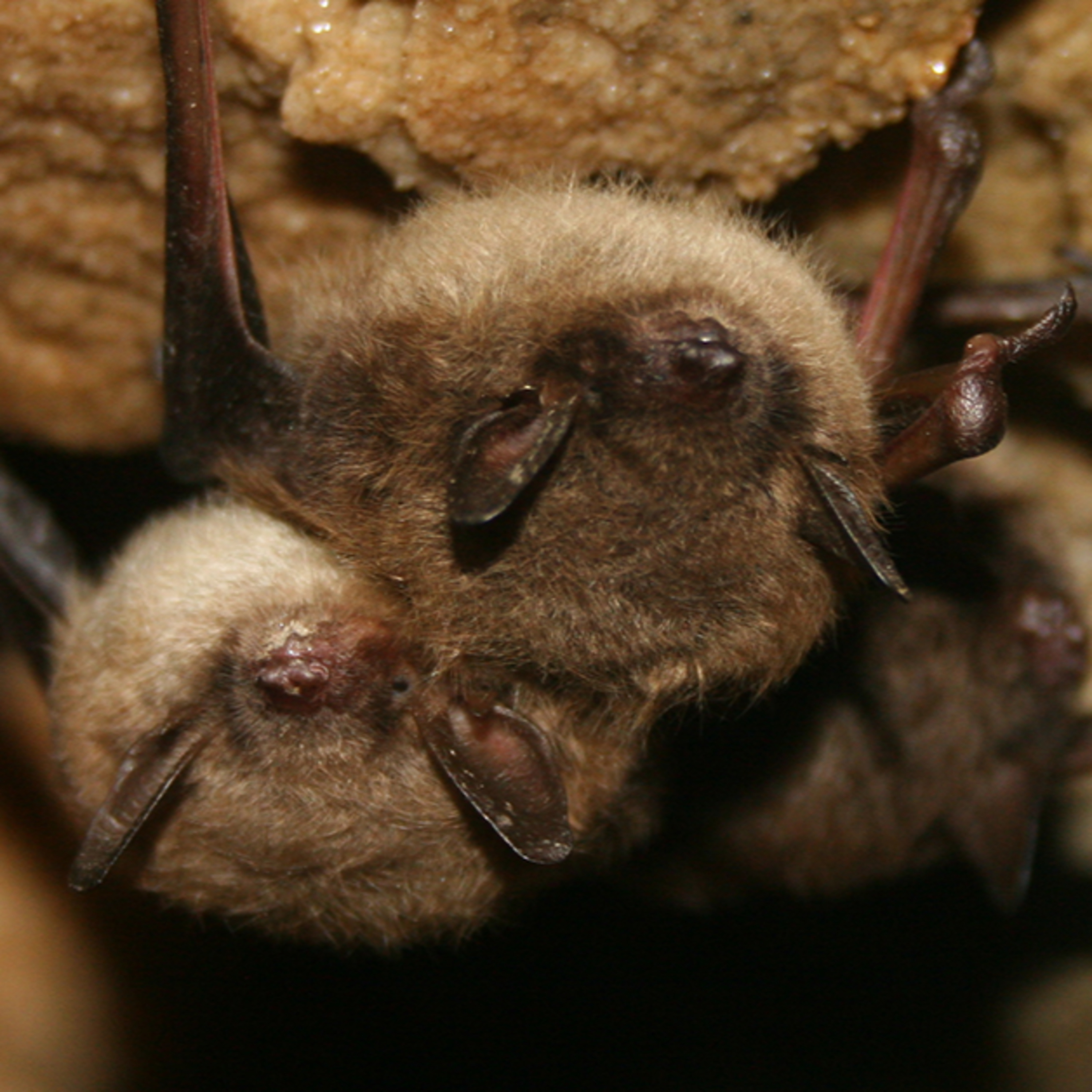UBC Okanagan Students and a Peachland Conservation Group are Using Bats and Bugs to Build Community Conservation episode artwork