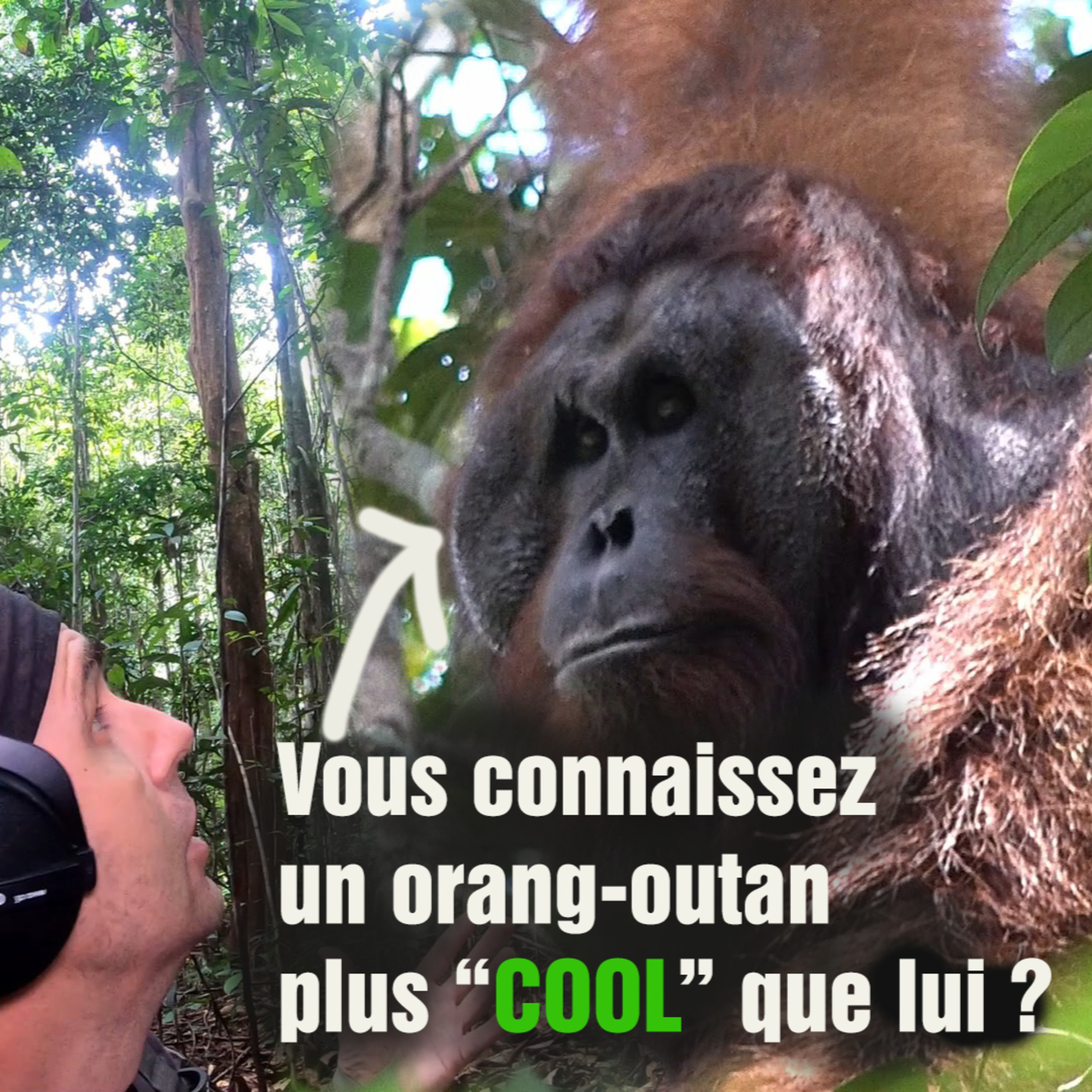 (FR) Chanee dans la Jungle