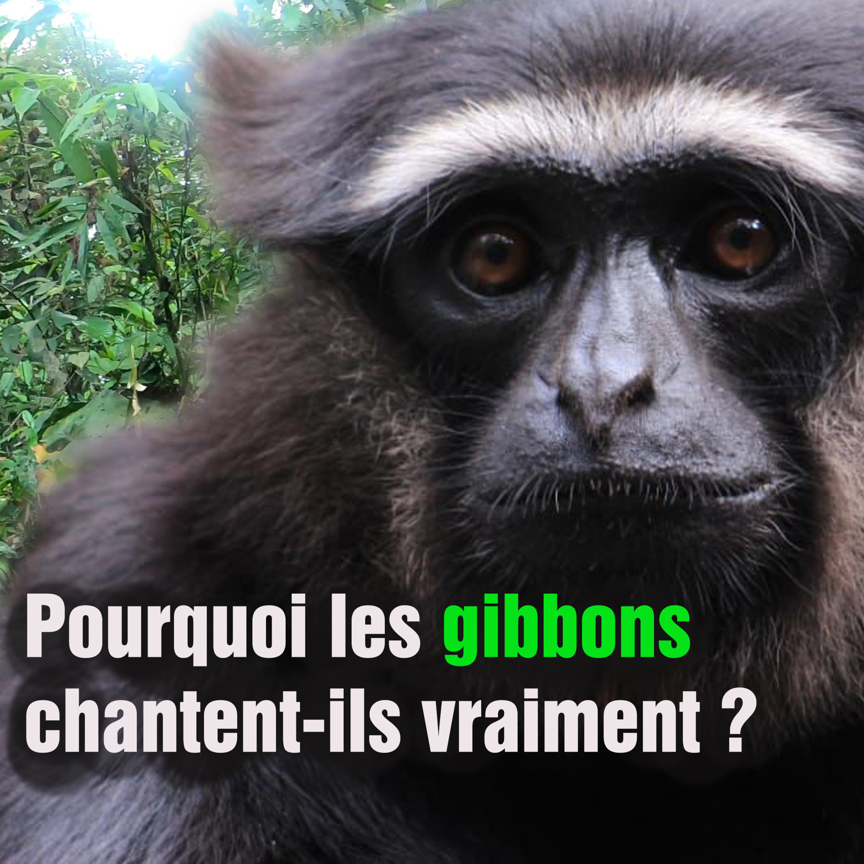 (FR) Chanee dans la Jungle