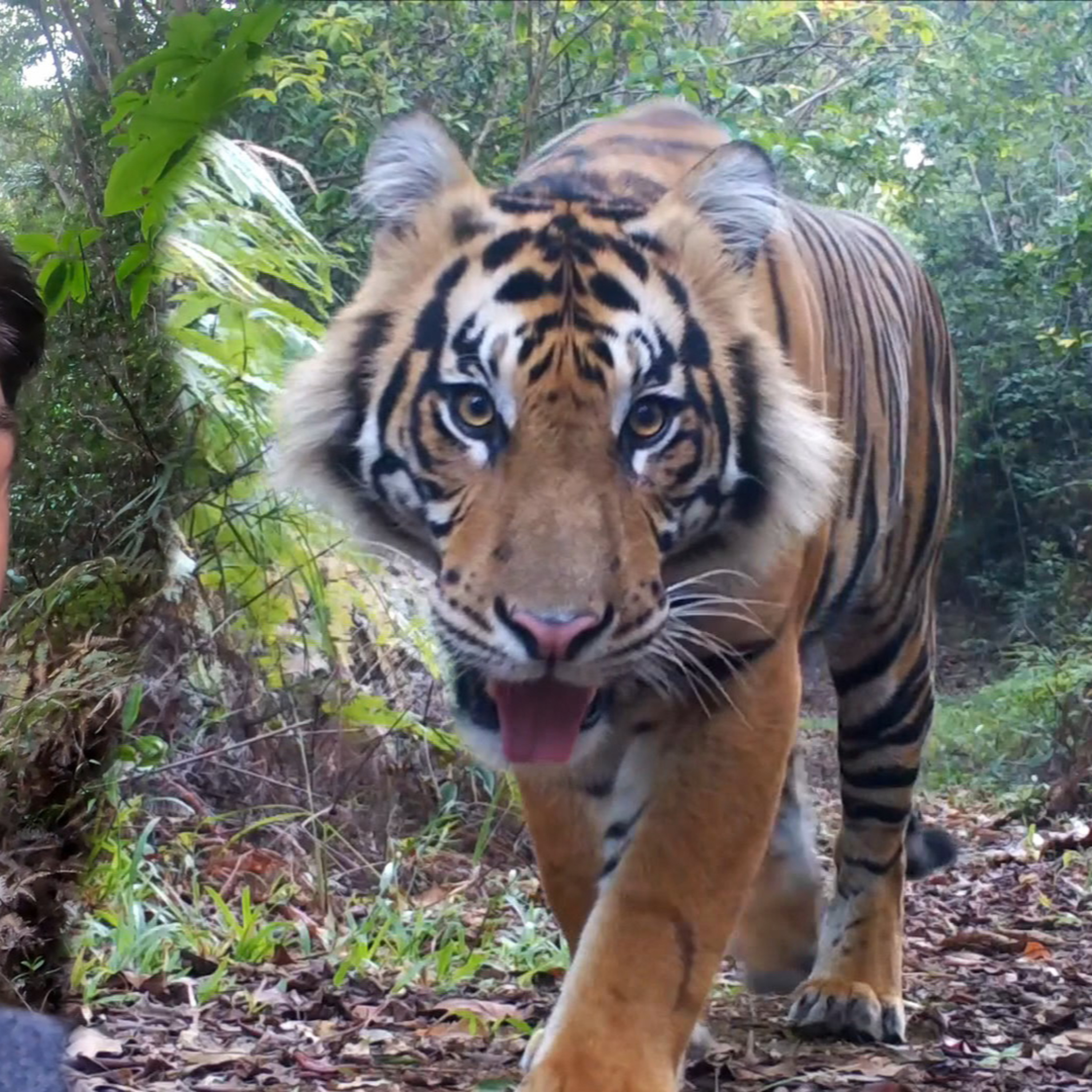 (FR) Chanee dans la Jungle