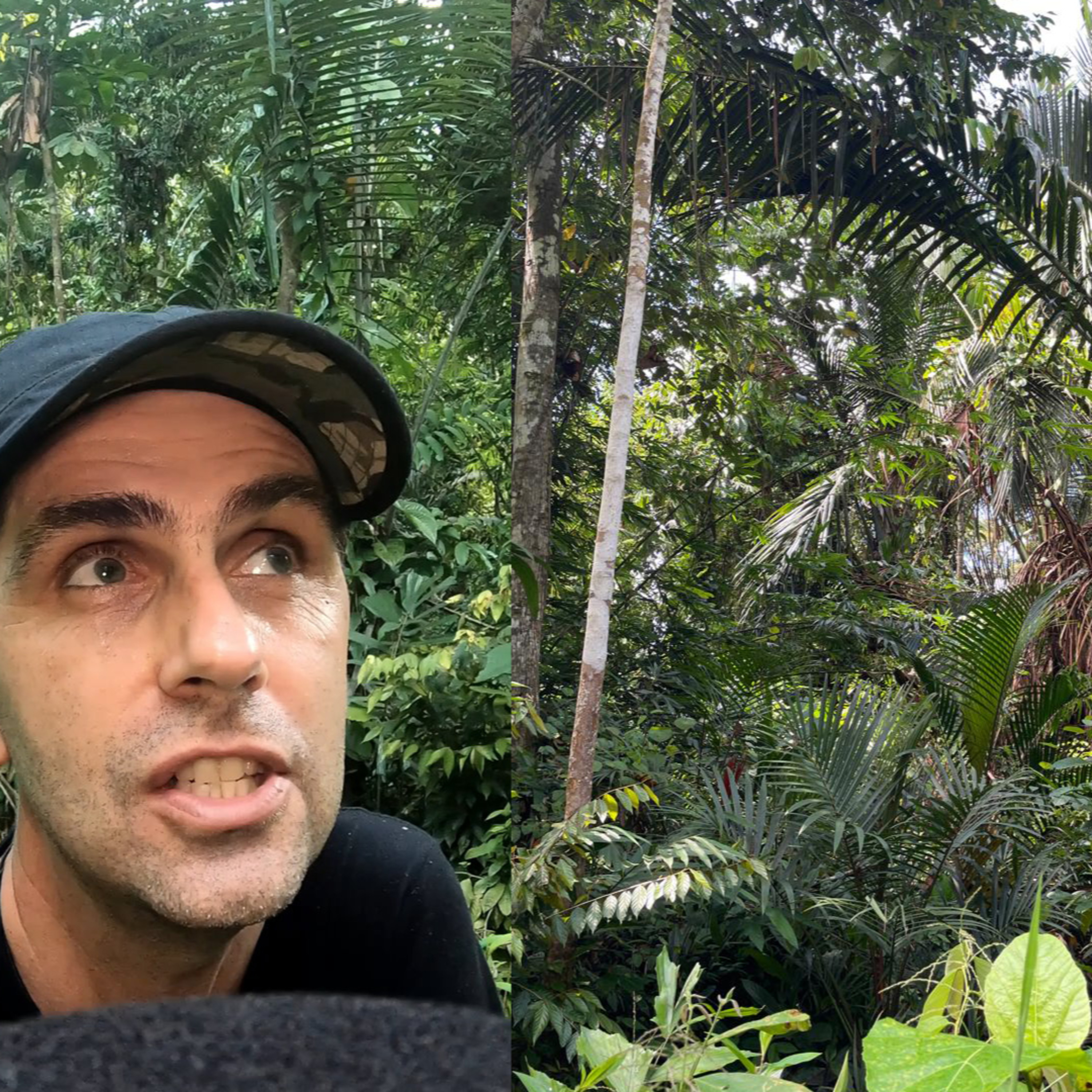 (FR) Chanee dans la Jungle