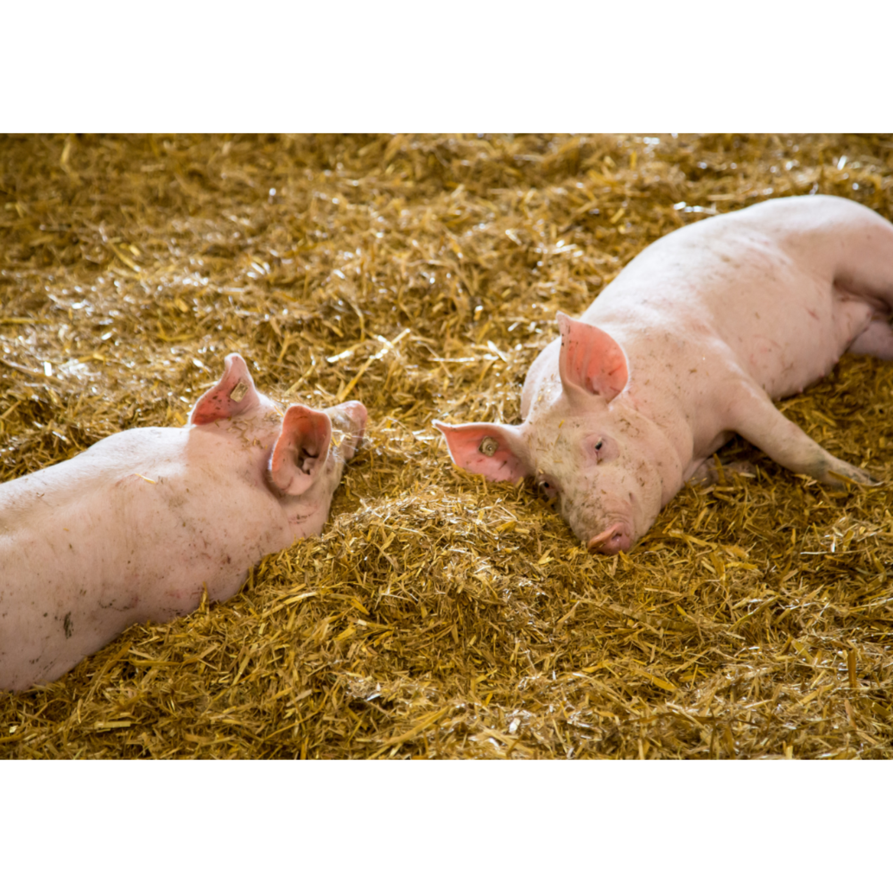 Rabobank espera que los precios del cerdo aumenten en 2025 episode artwork