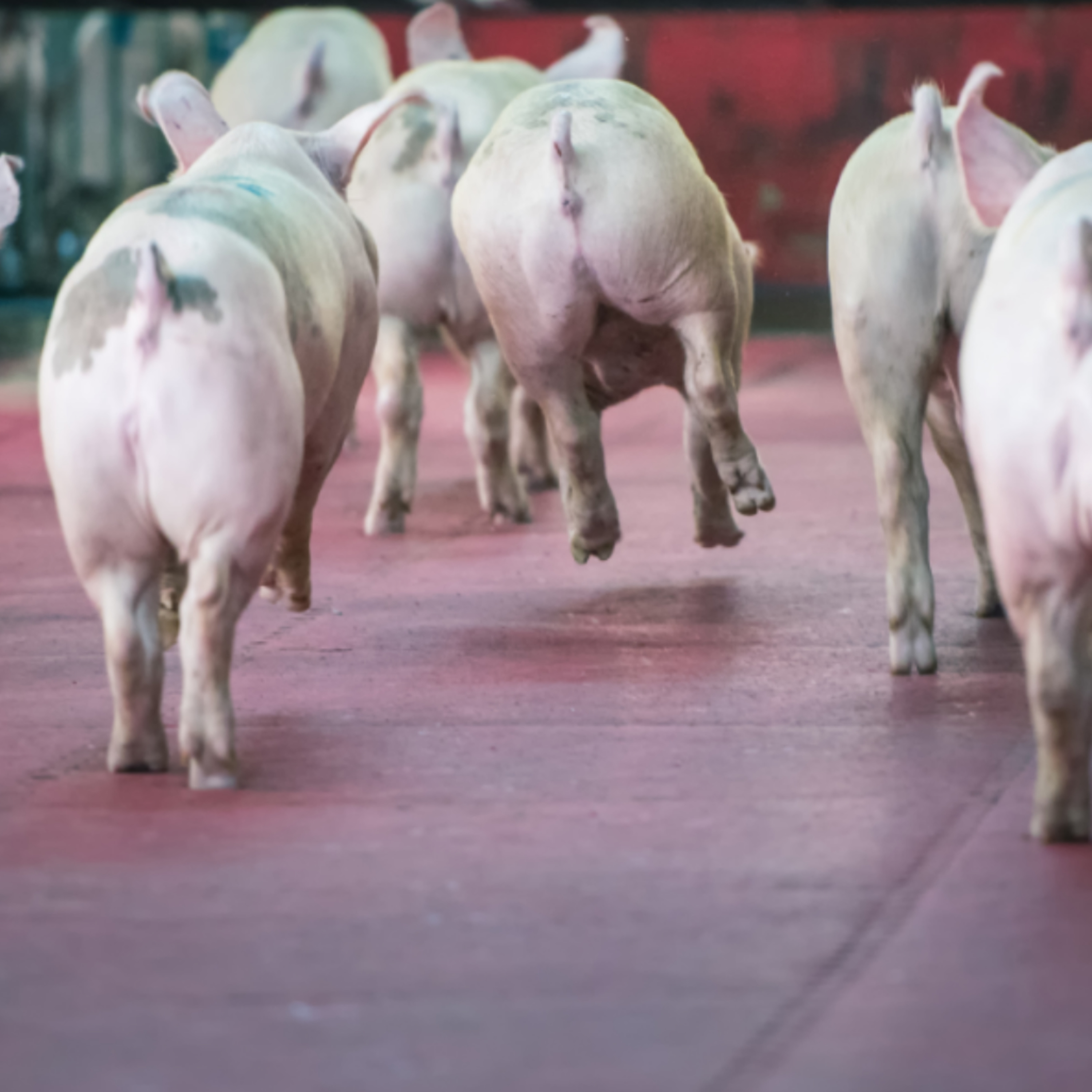 Una última semana de enero relativamente estable en el mercado porcino europeo episode artwork