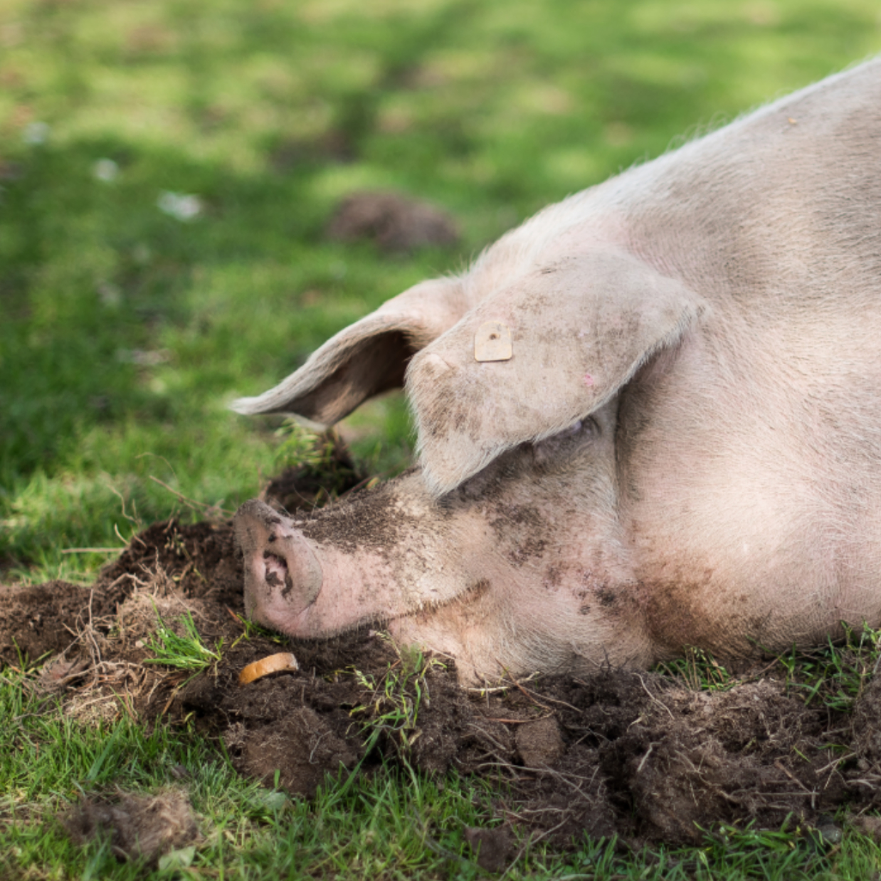 El exceso de burocracia ahoga al sector porcino y freno el desarrollo de la economía rural episode artwork