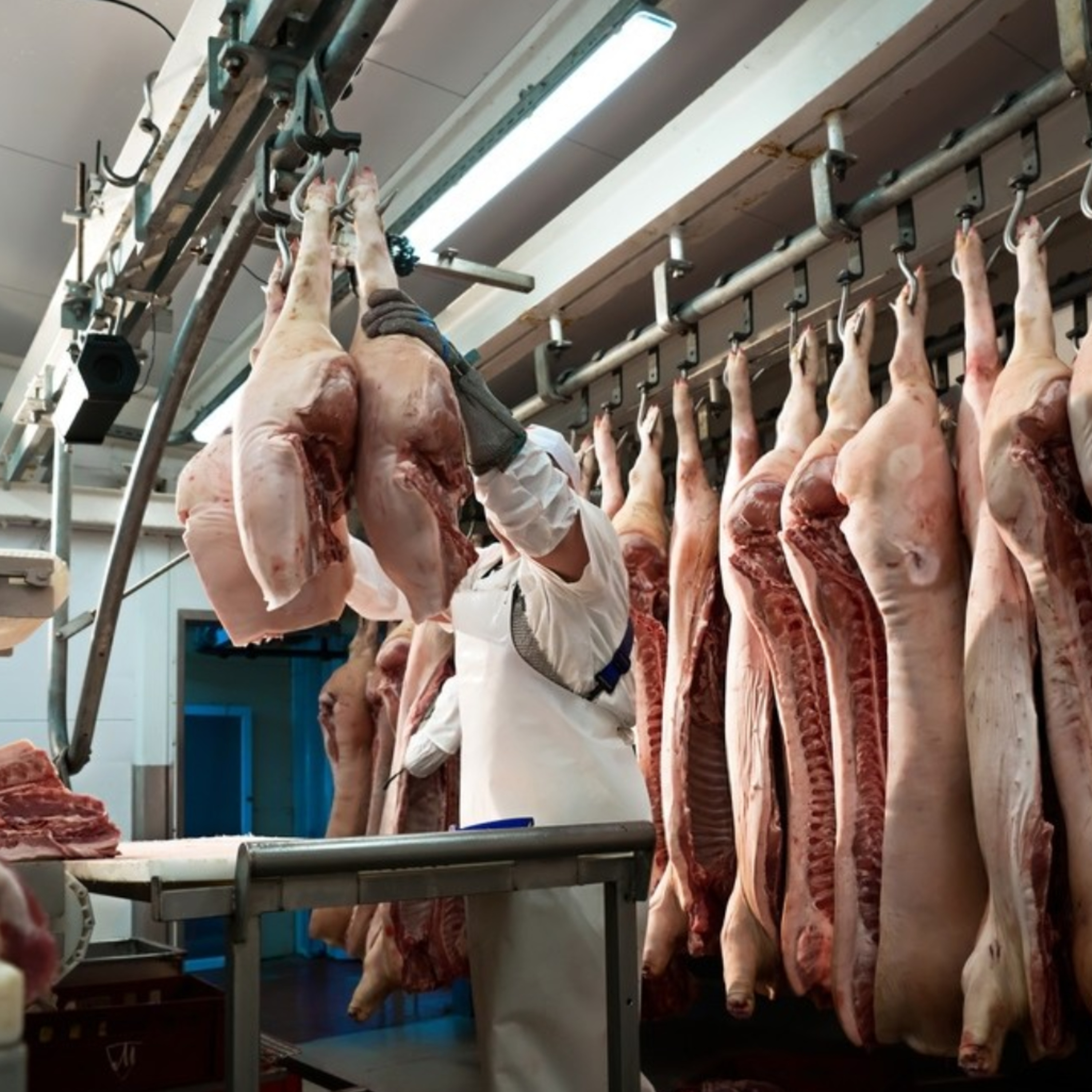 Perspectivas globales del USDA para la carne de cerdo: Producción estable, pero comercio cambiante episode artwork