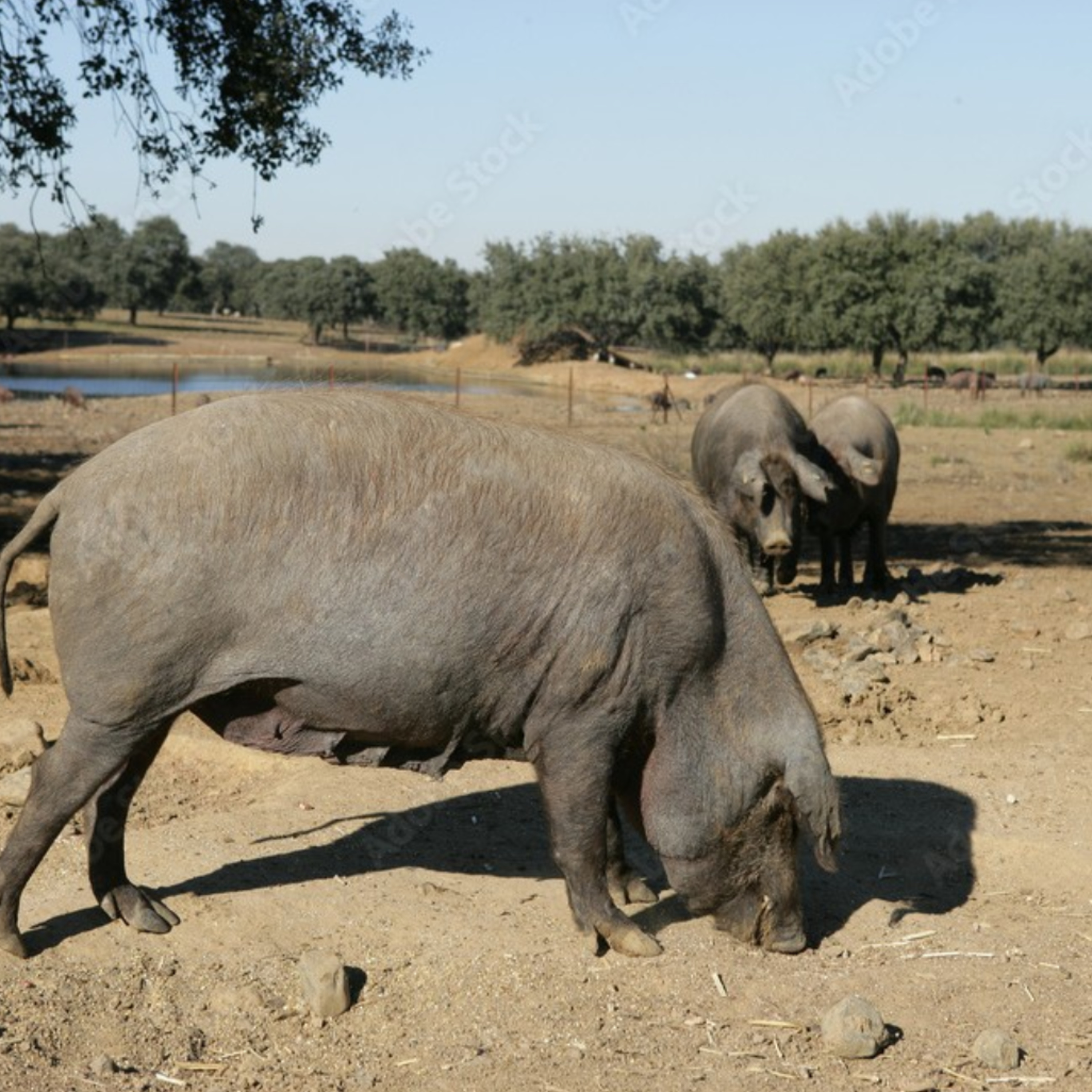 Cotizaciones a 22 de mayo de 2025 de la mesa de porcino ibérico de Córdoba episode artwork