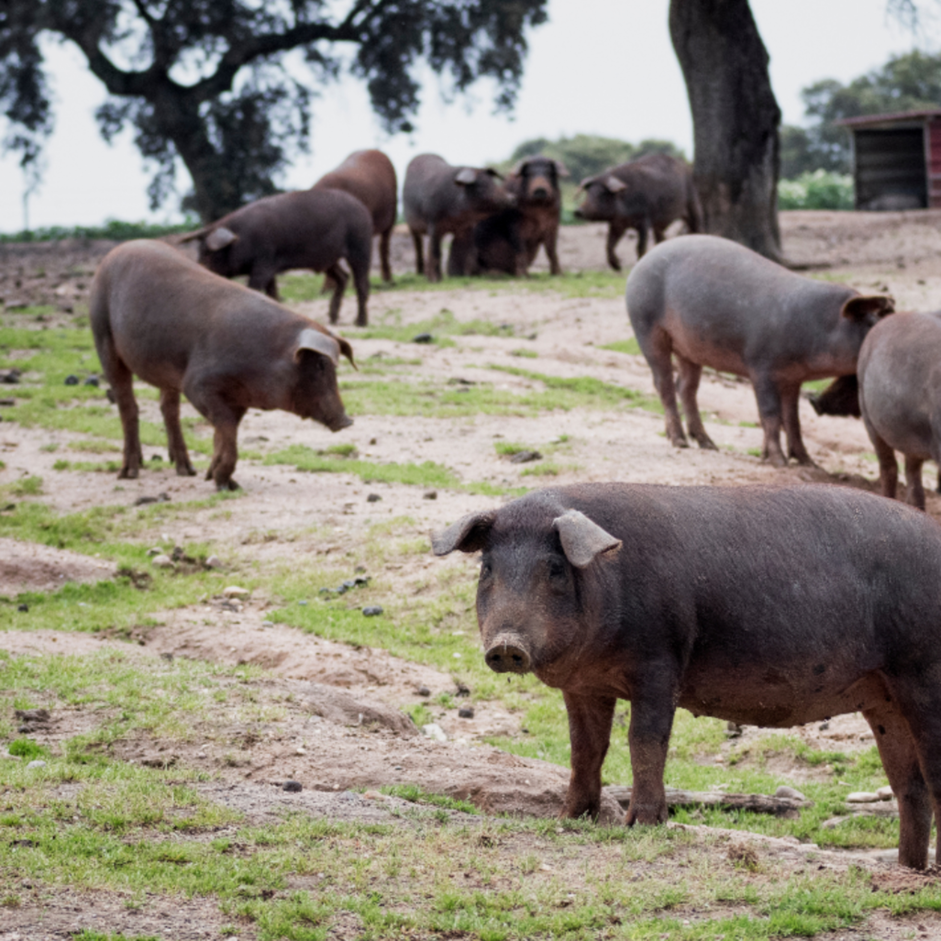 Cotizaciones a 22 de mayo de la mesa de porcino ibérico de Huelva episode artwork