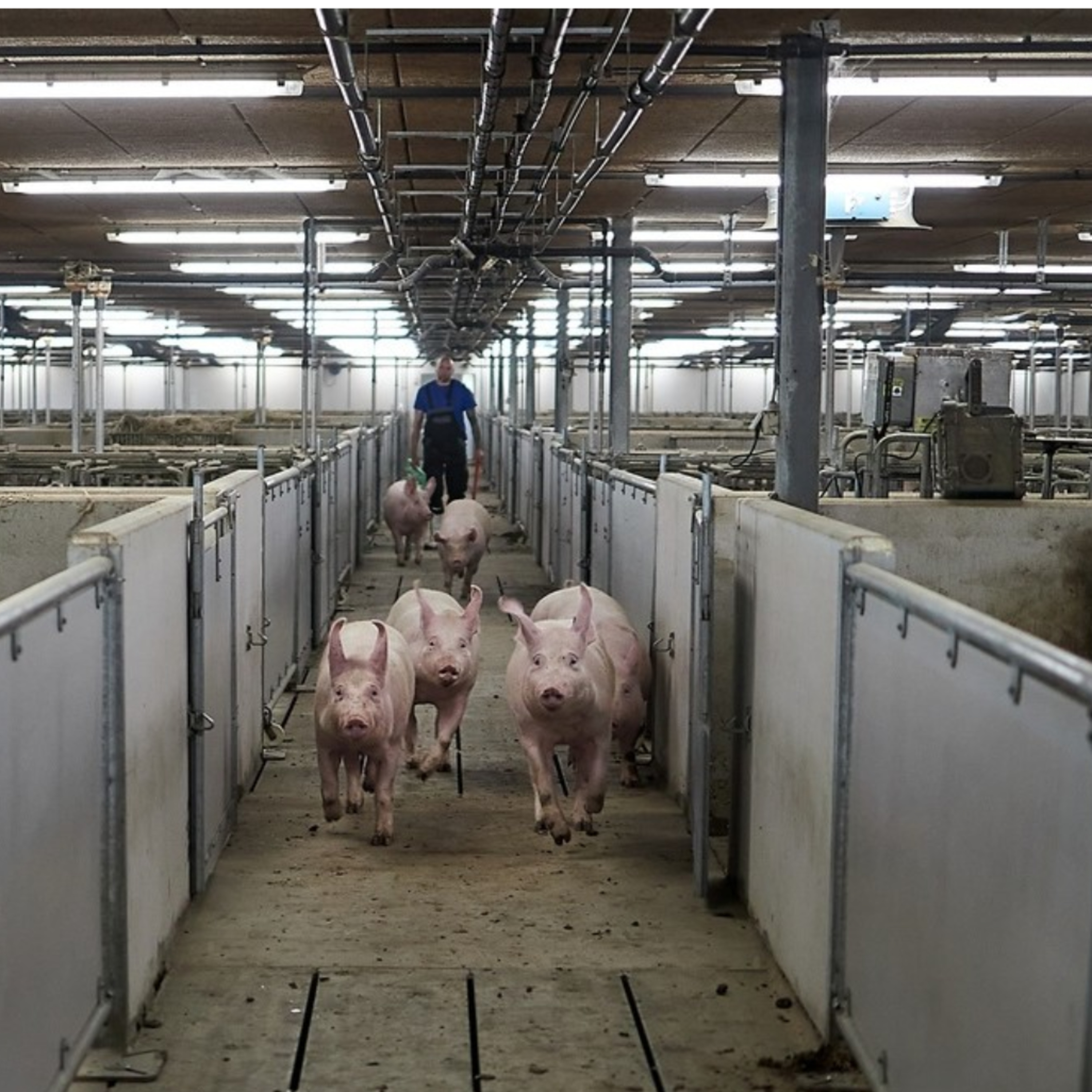 El sector porcino industrial en Europa: entre el crecimiento sostenible y los desafíos regulatorios episode artwork
