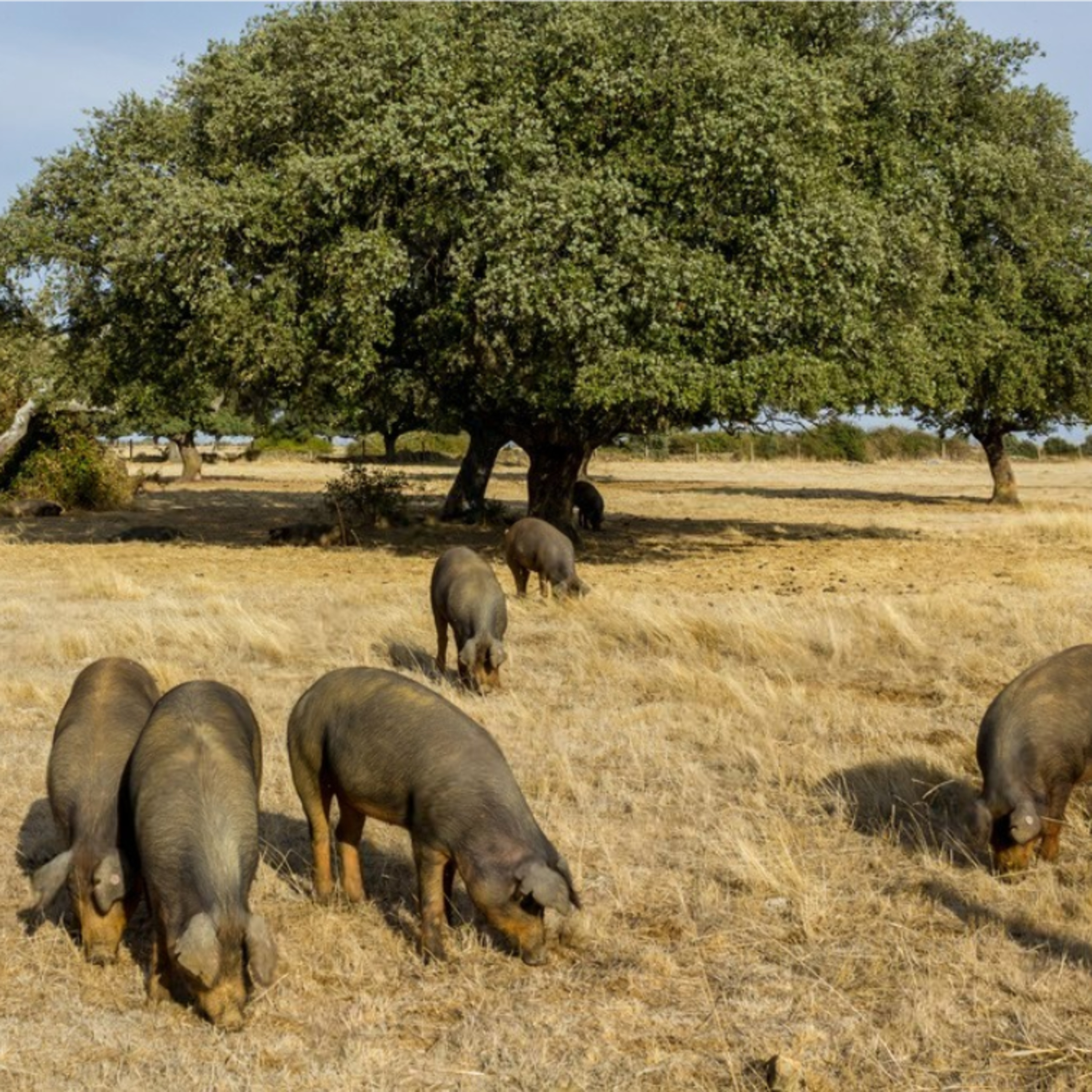Cotizaciones a 18 de agosto de la mesa de porcino ibérico de Salamanca episode artwork