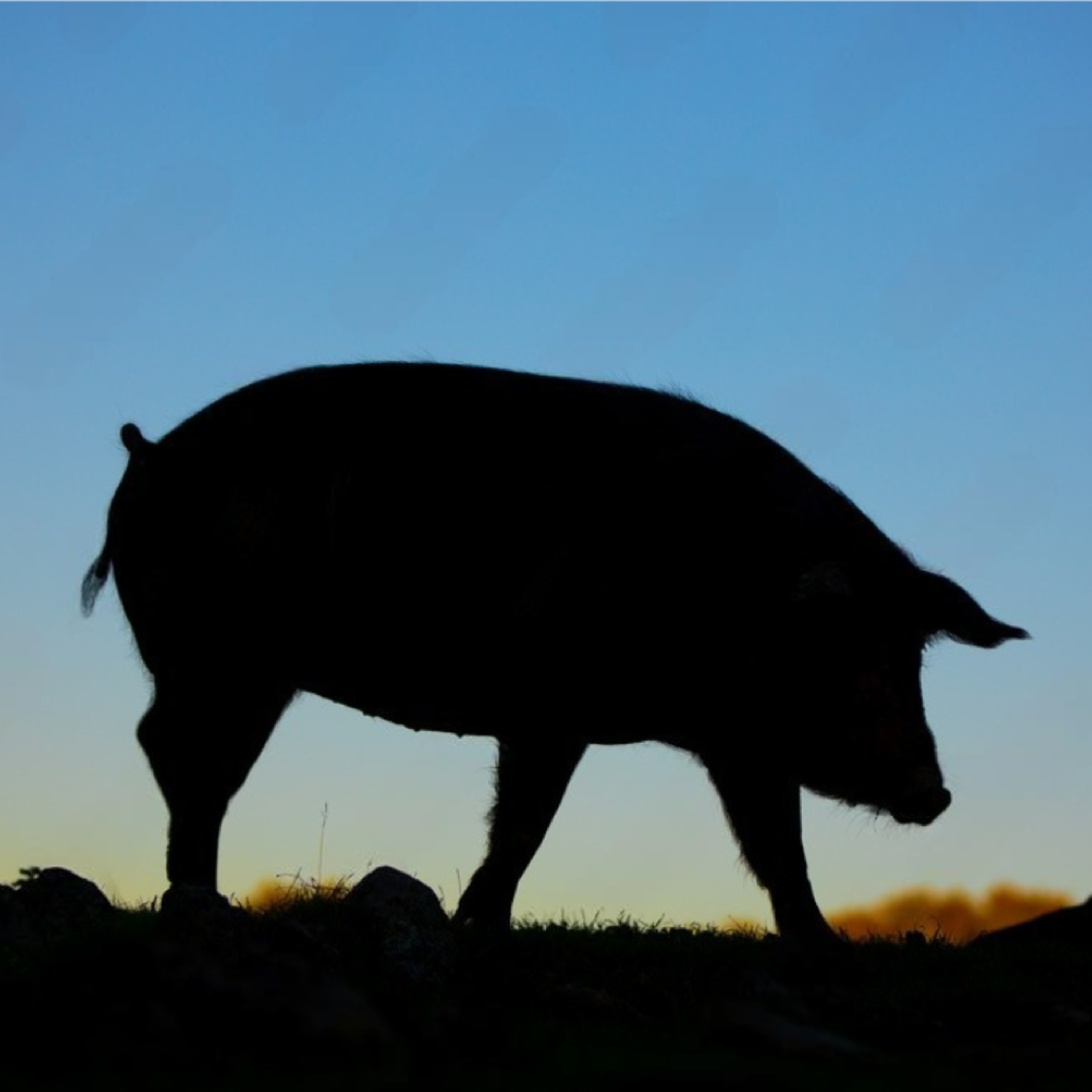 Agrobank subraya el papel estratégico del porcino en la ganadería española episode artwork