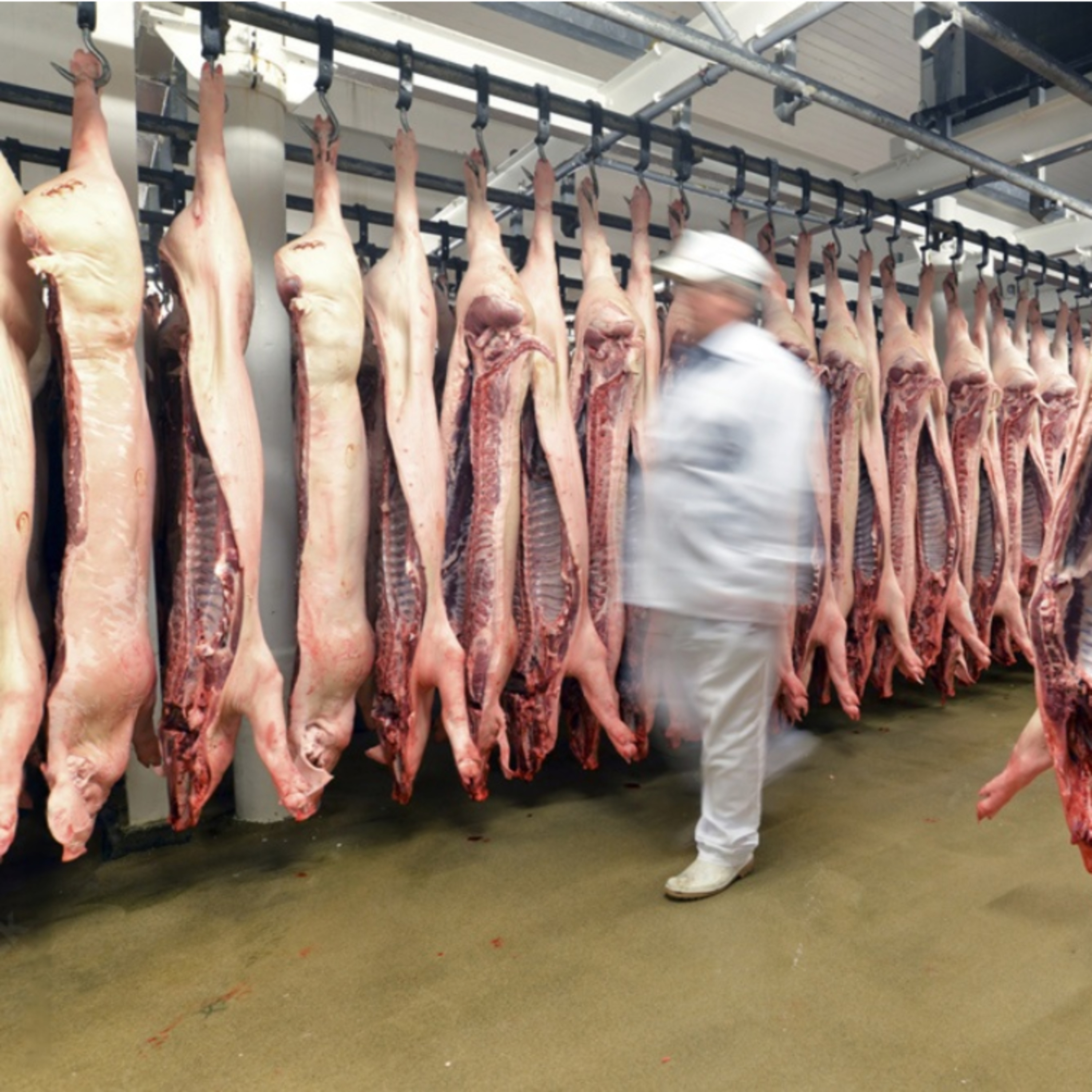El mercado porcino europeo intenta recuperar el equilibrio tras el impacto alemán episode artwork