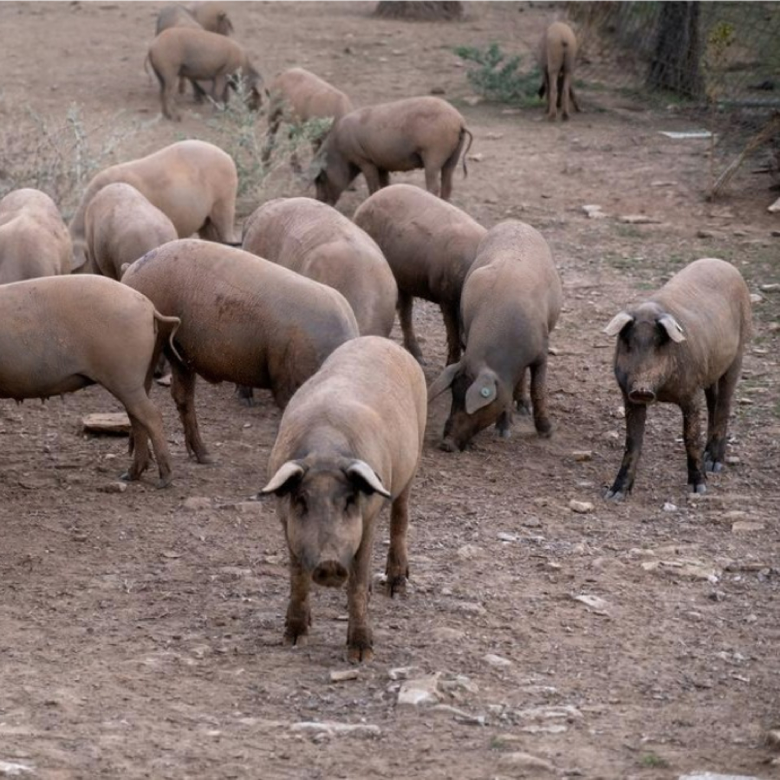 Cotizaciones a 8 de septiembre de 2025 de la mesa de porcino ibérico de Salamanca episode artwork