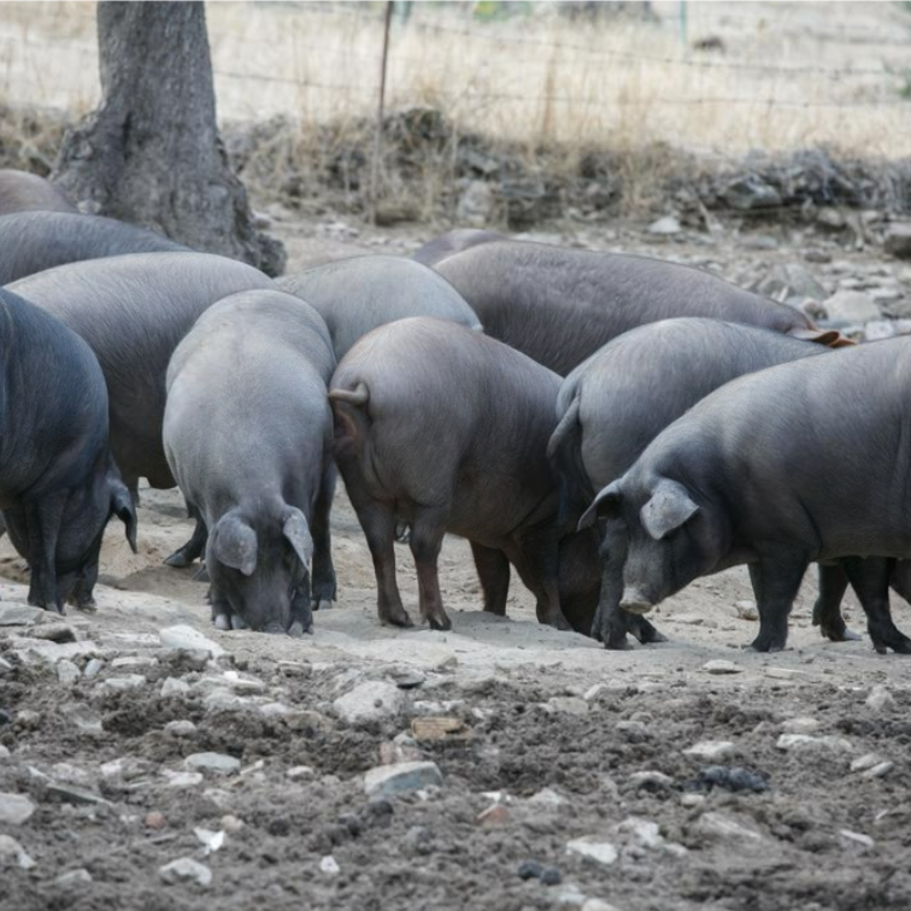 Cotizaciones a 8 de septiembre de 2025 de la mesa de porcino ibérico de Sevilla episode artwork