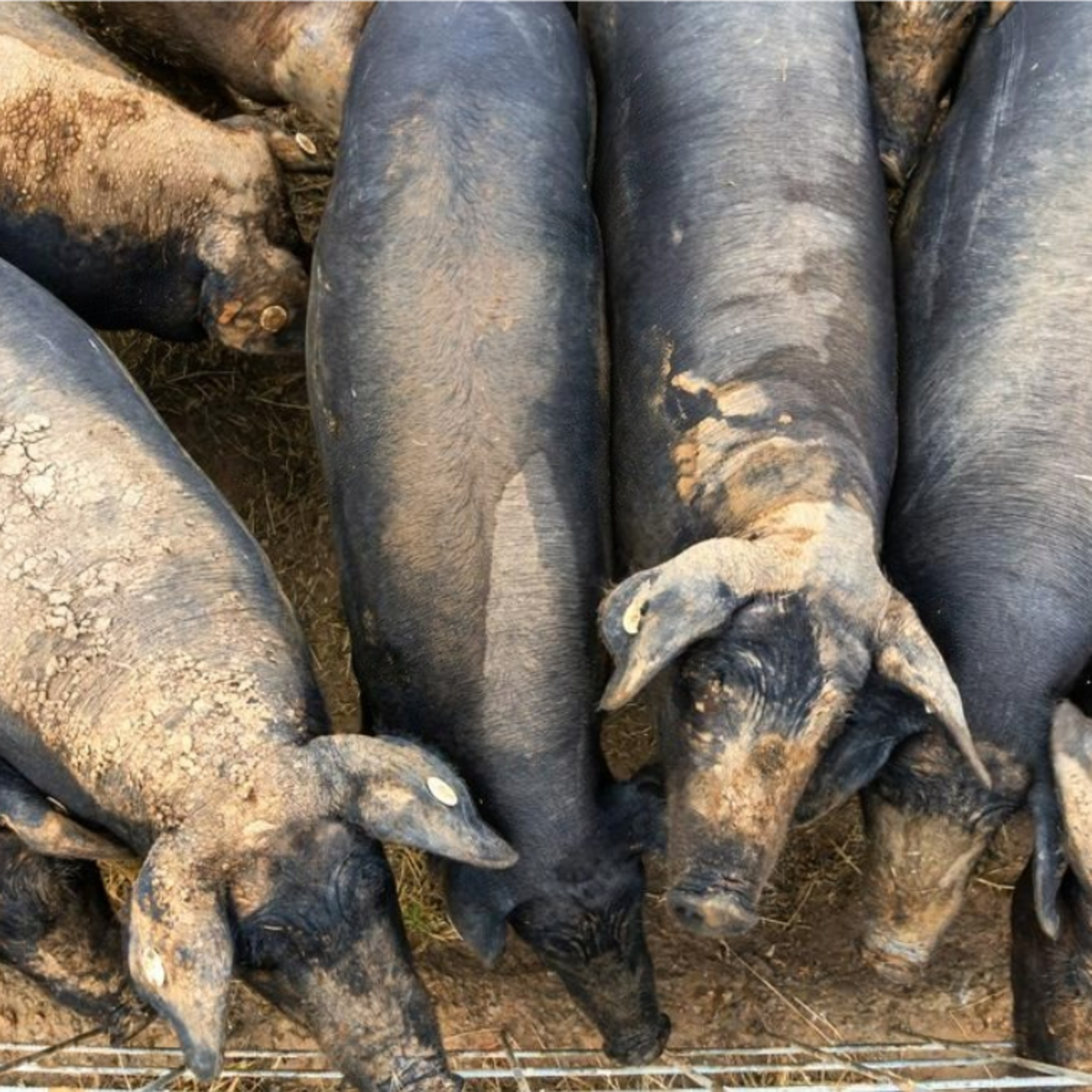 Cotizaciones a 15 de septiembre de la mesa de porcino ibérico de Salamanca episode artwork