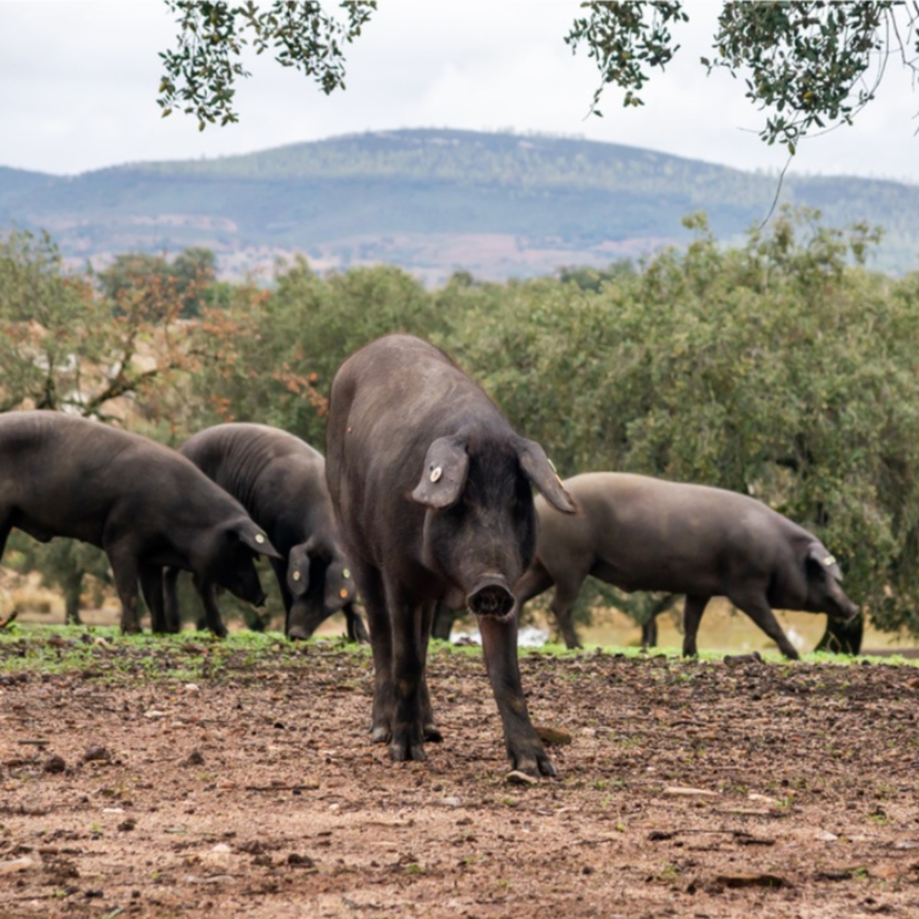 Cotizaciones a 22 de septiembre de 2025 de la mesa de porcino ibérico de Salamanca episode artwork
