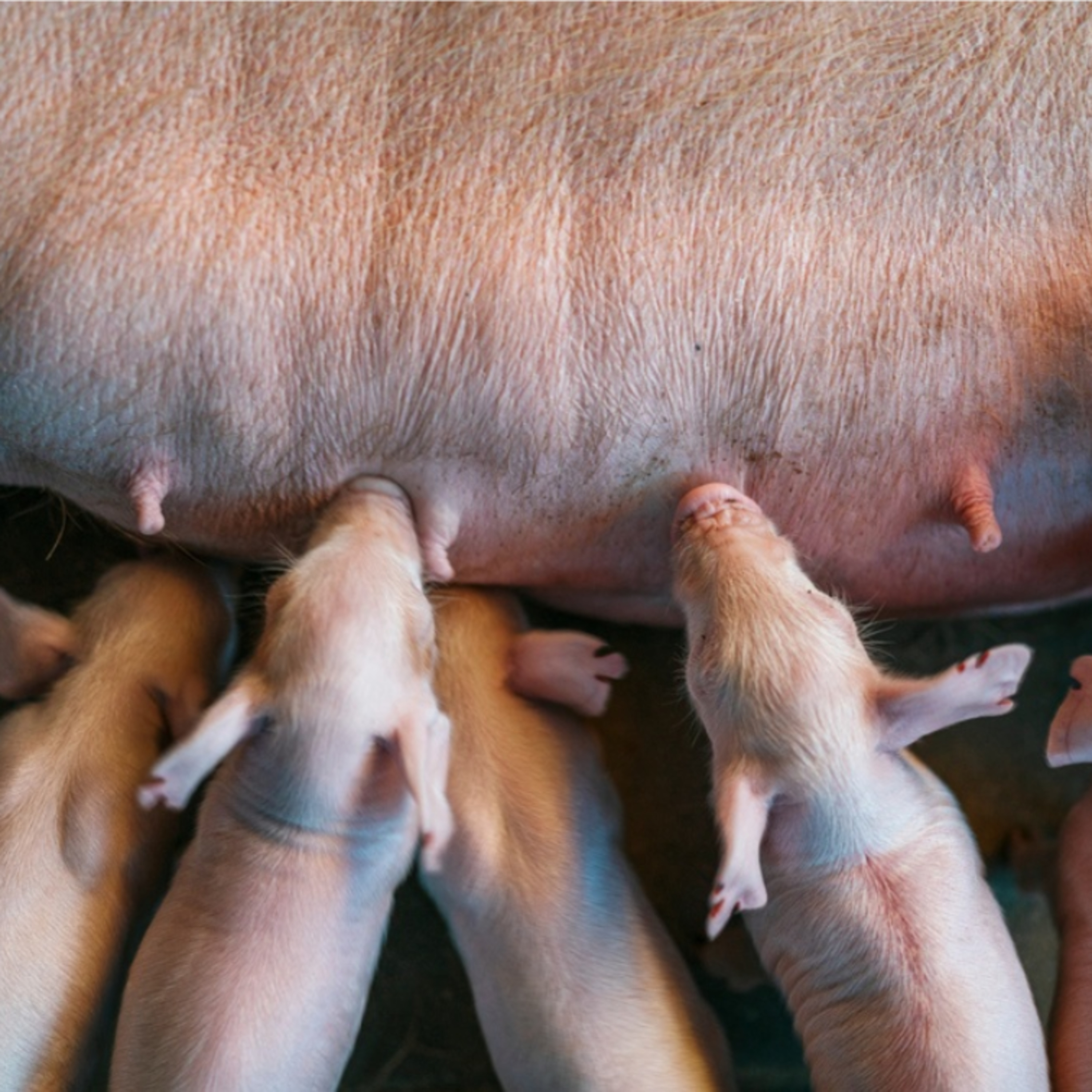 Resultados del censo porcino en Europa: Aumento ligero en cerdos, pero descensos en reproductoras  episode artwork