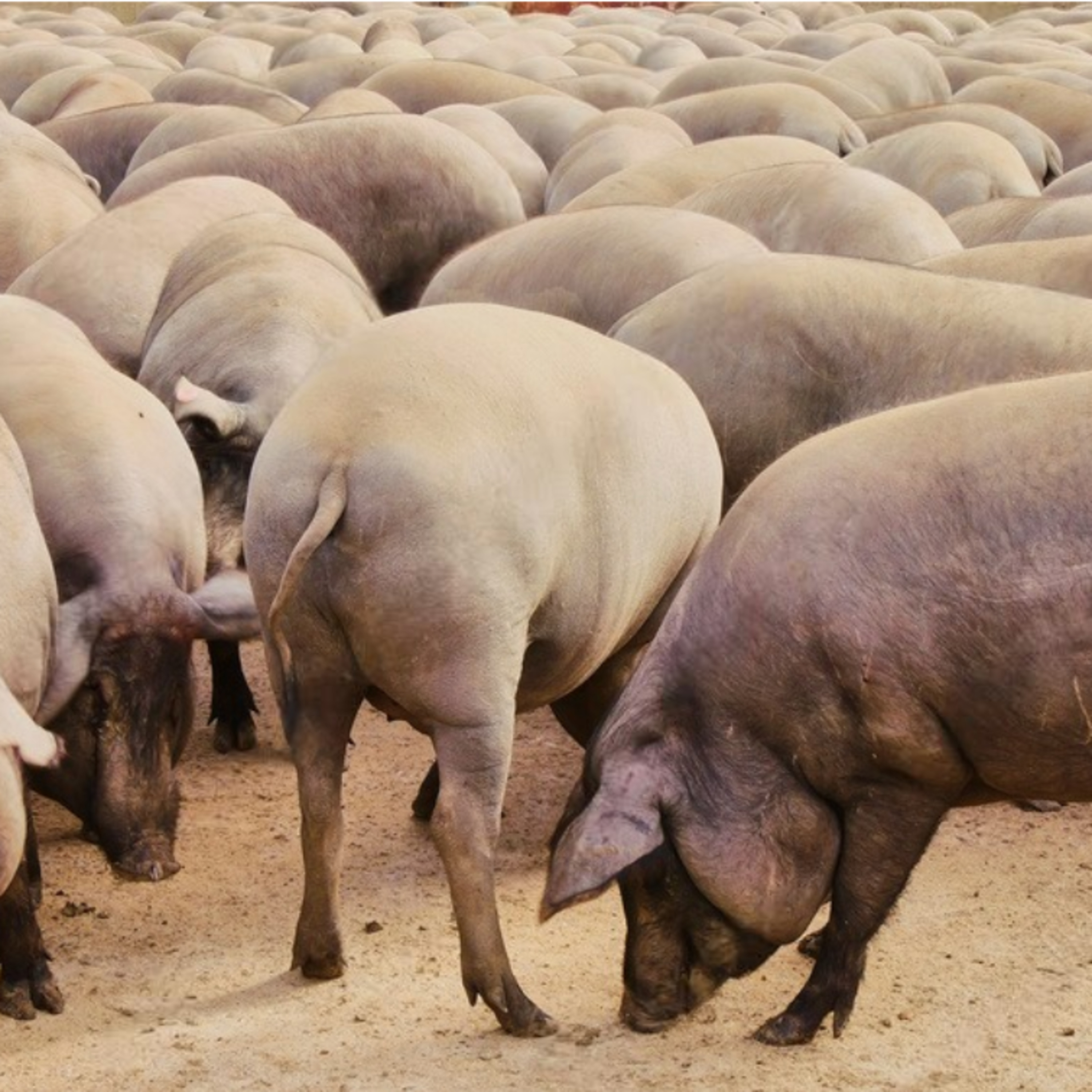 Cotizaciones a 29 de septiembre de la mesa de porcino ibérico de Salamanca episode artwork
