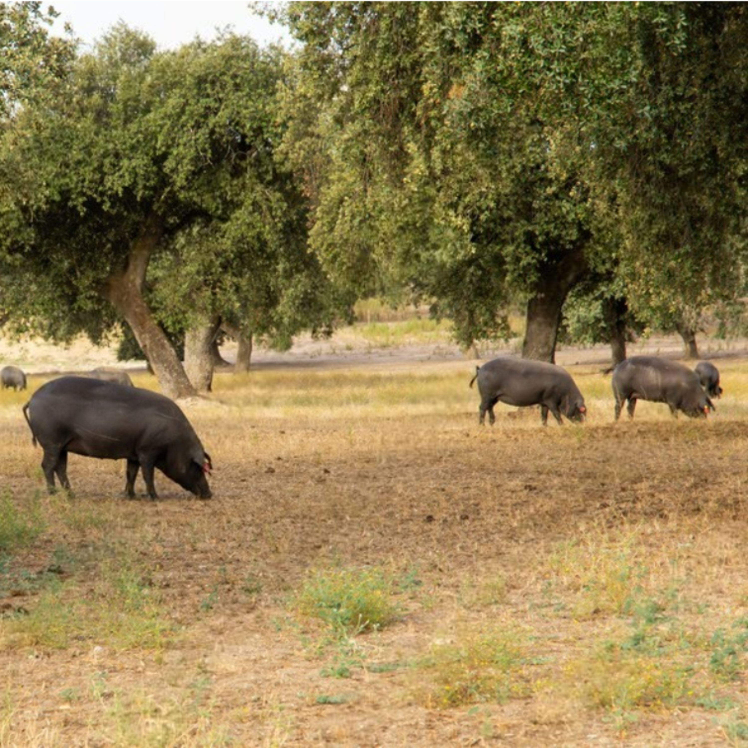 Cotizaciones a 6 de octubre de 2025 de la mesa de porcino ibérico de Salamanca episode artwork