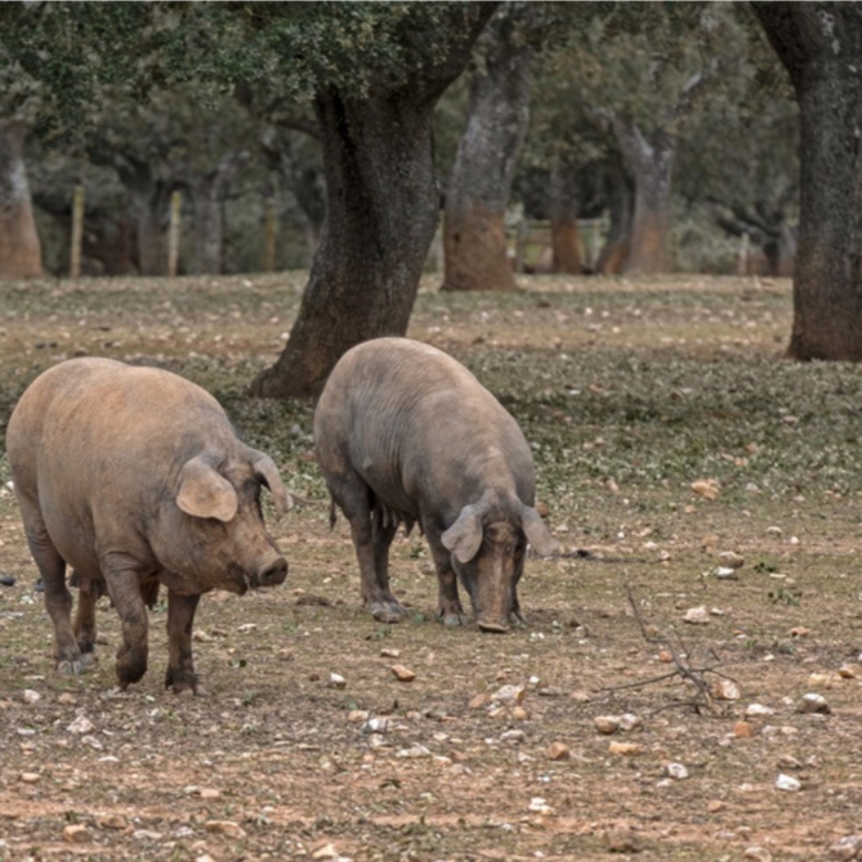 Cotizaciones a 16 de octubre de 2025 de la mesa de porcino ibérico de Huelva episode artwork