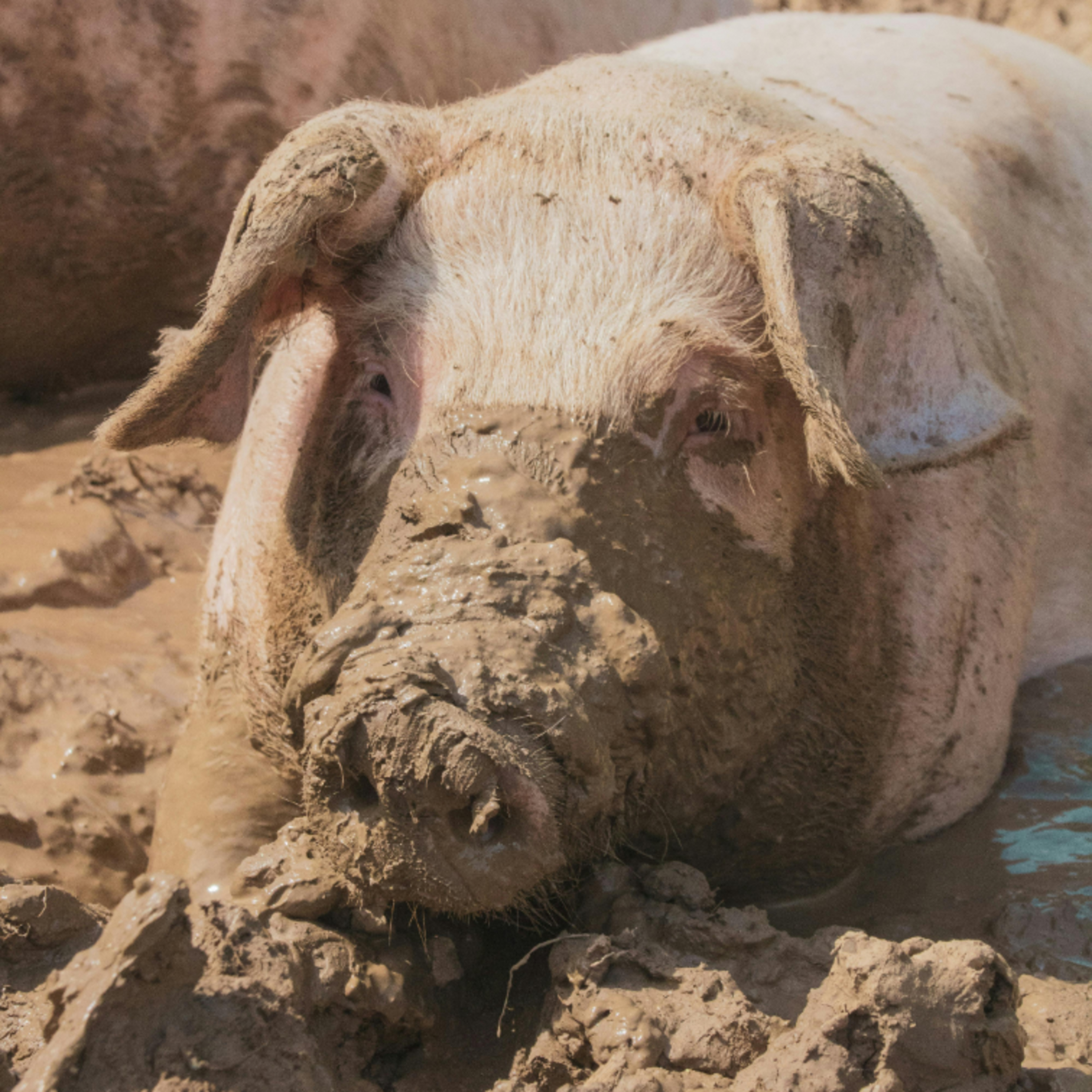 El mercado porcino busca piso: calma tensa en Europa por las exportaciones y la oferta episode artwork