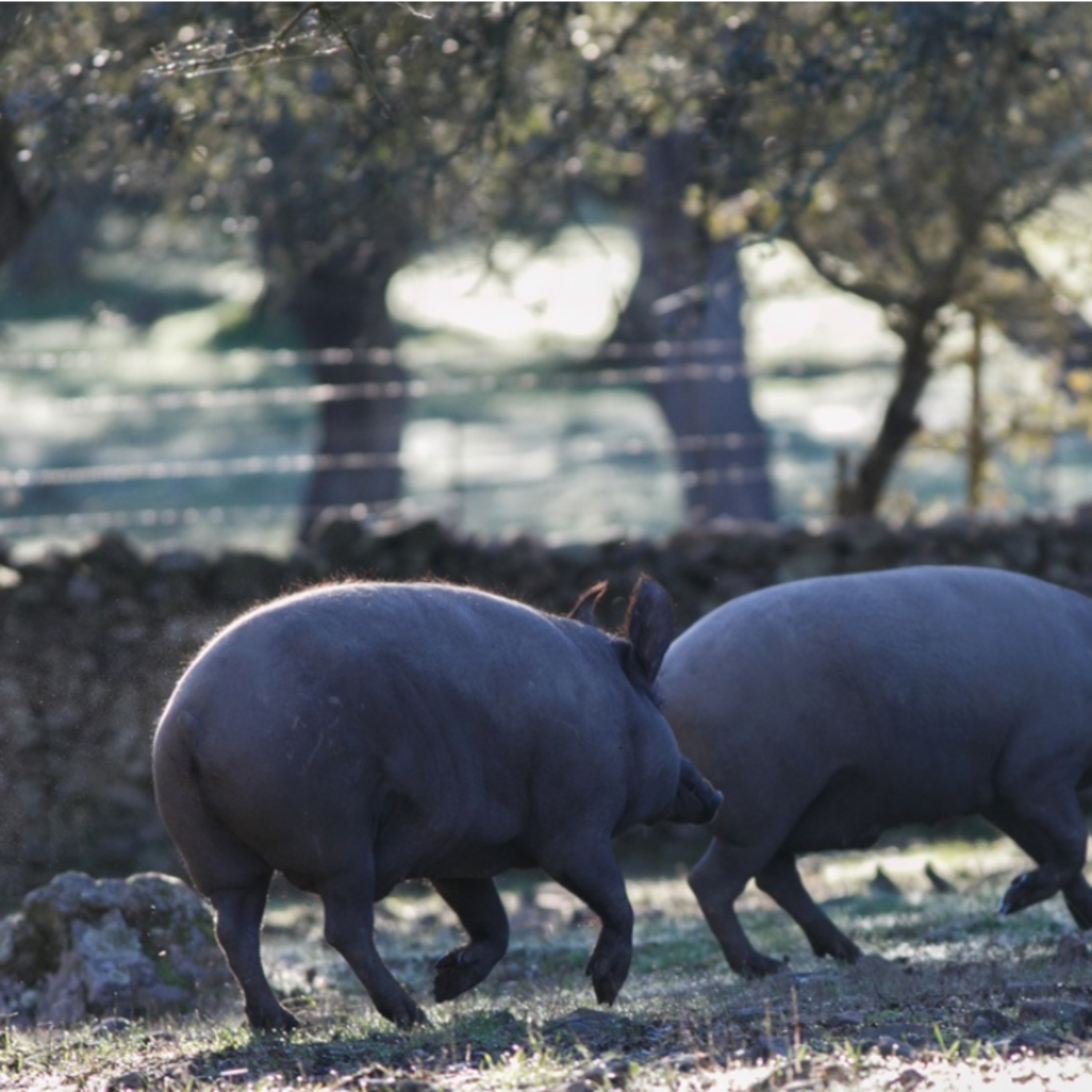 Cerdo ibérico y jabalí: una frontera difusa ante el reto de convivir con la fauna episode artwork