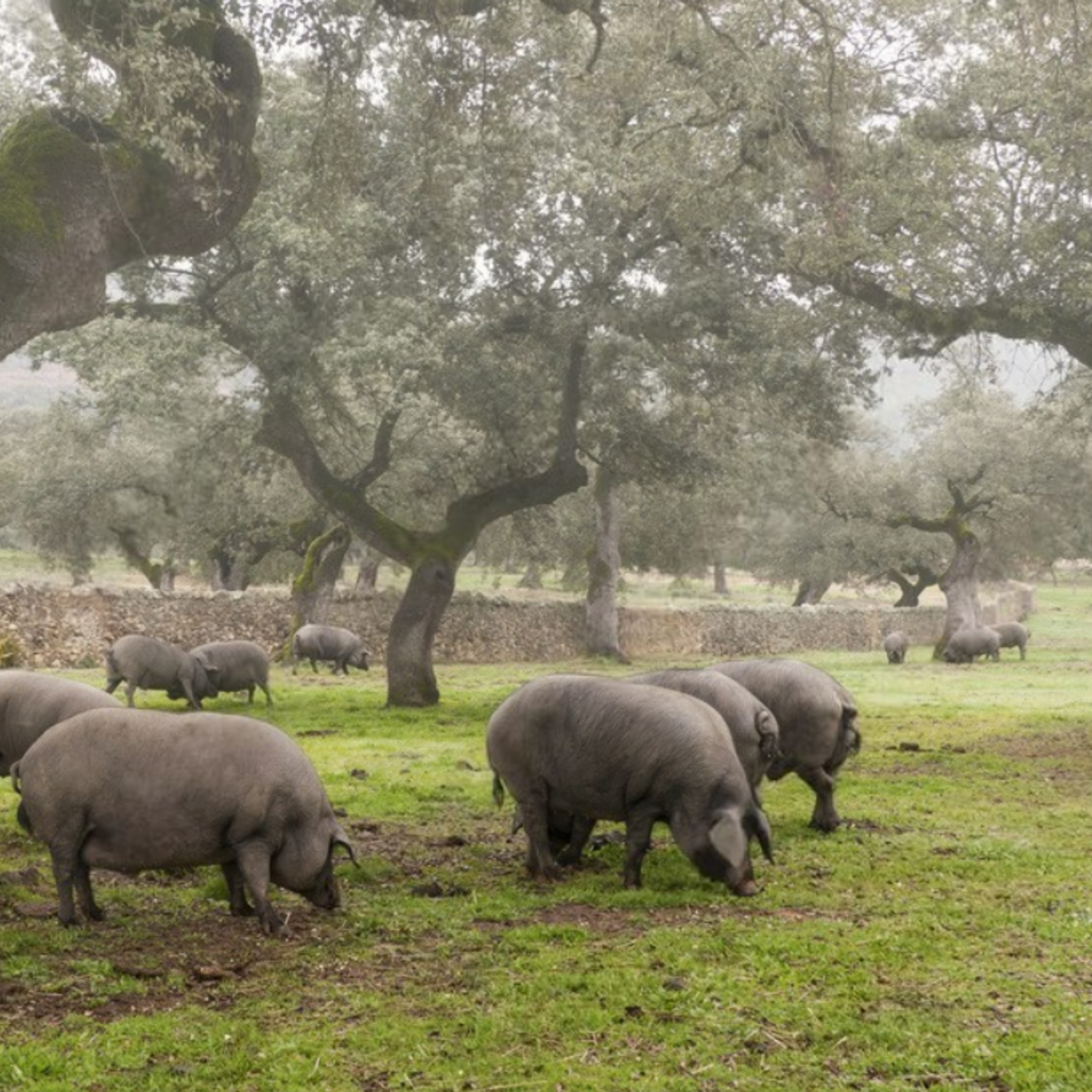 Cotizaciones a 13 de noviembre de 2025 de la mesa de porcino ibérico de Huelva episode artwork