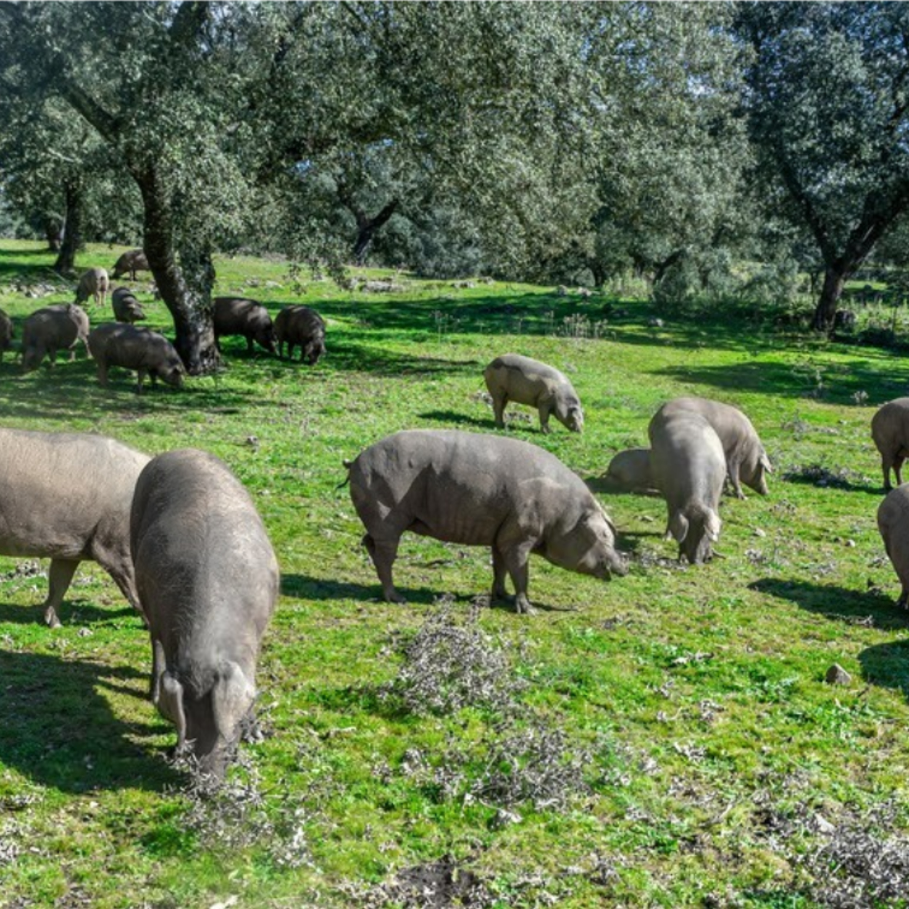 Cotizaciones a 30 de noviembre de 2025 de la mesa de porcino ibérico de Salamanca episode artwork